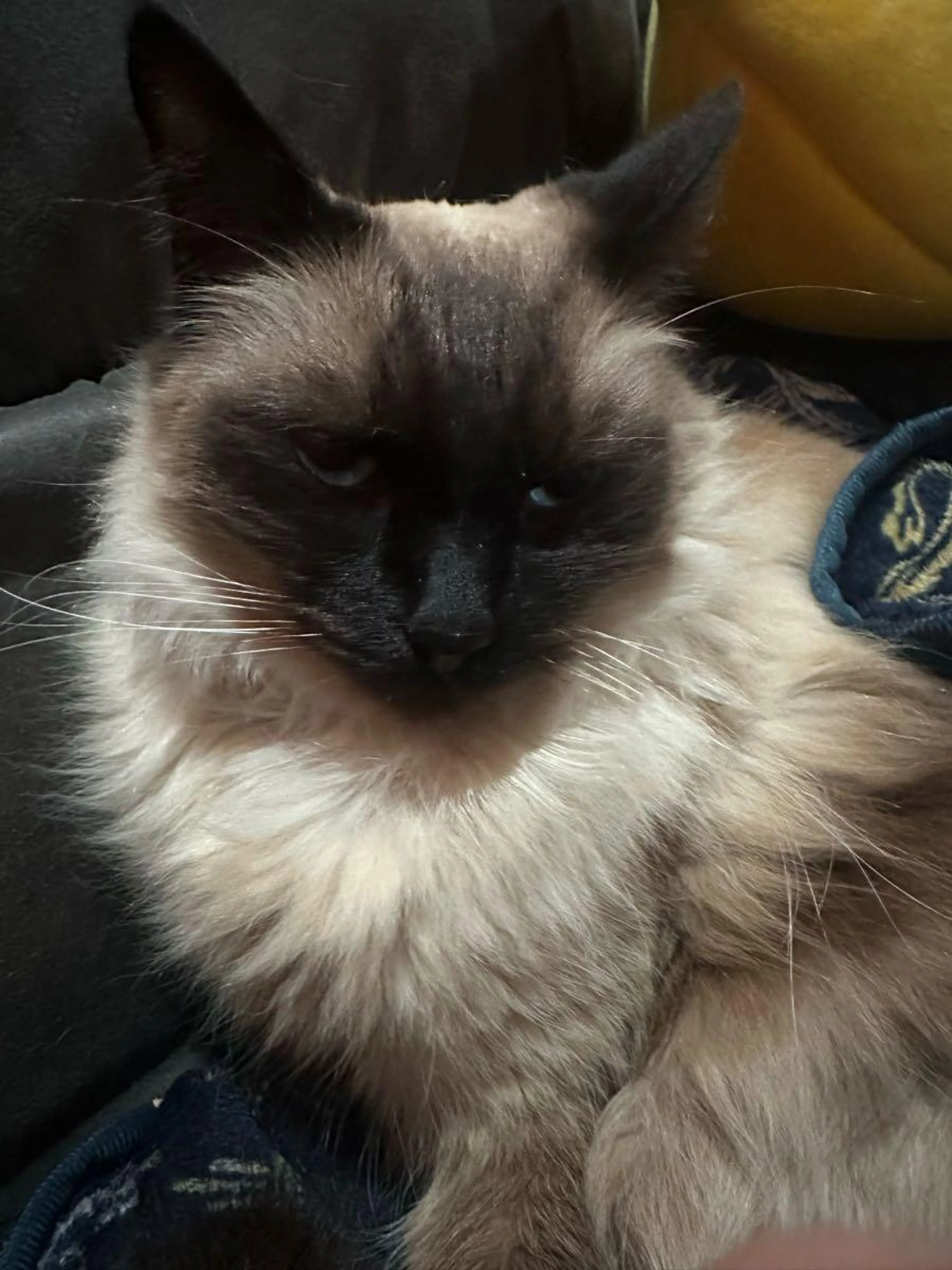 Lost pet