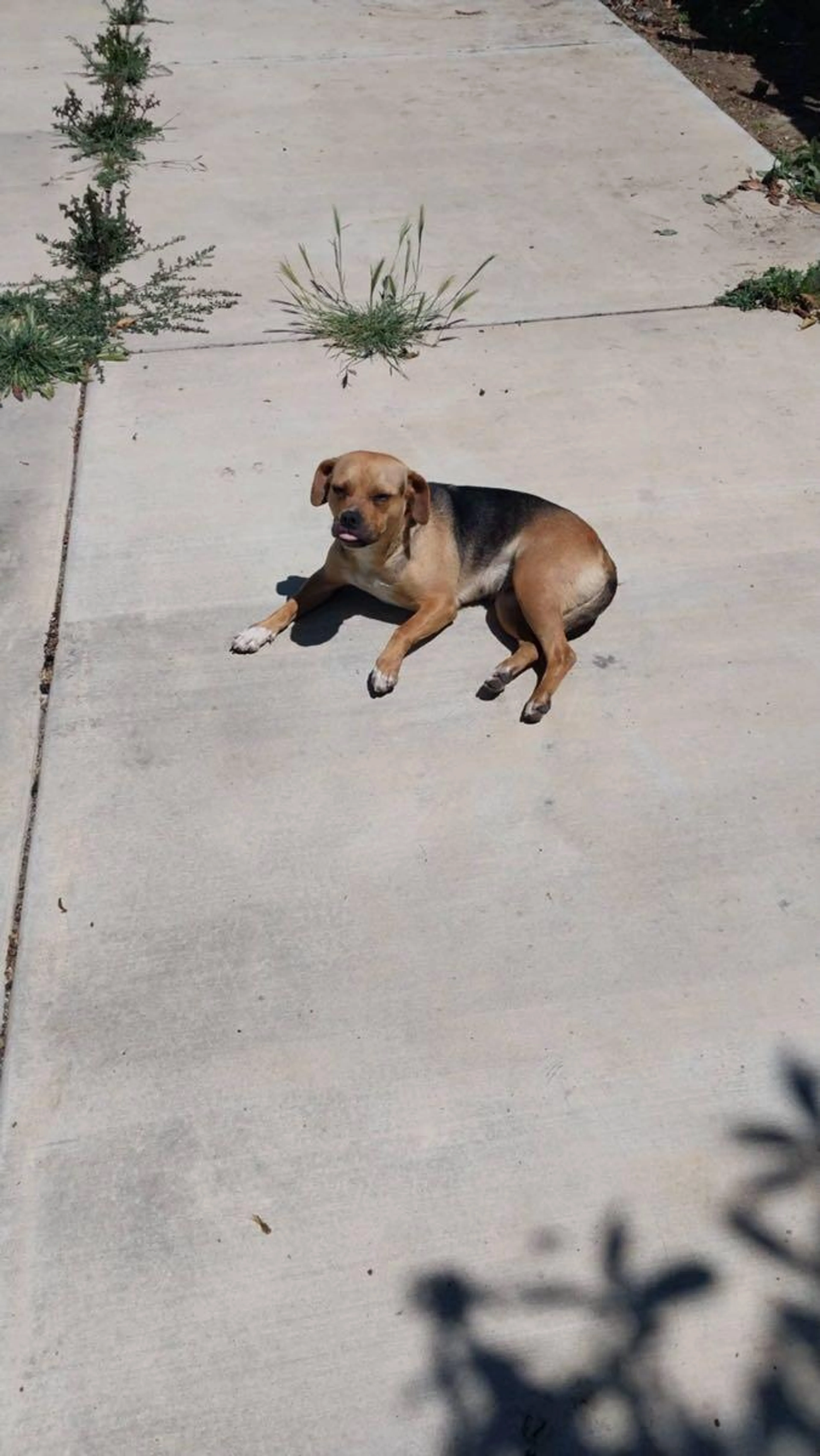 Found pet