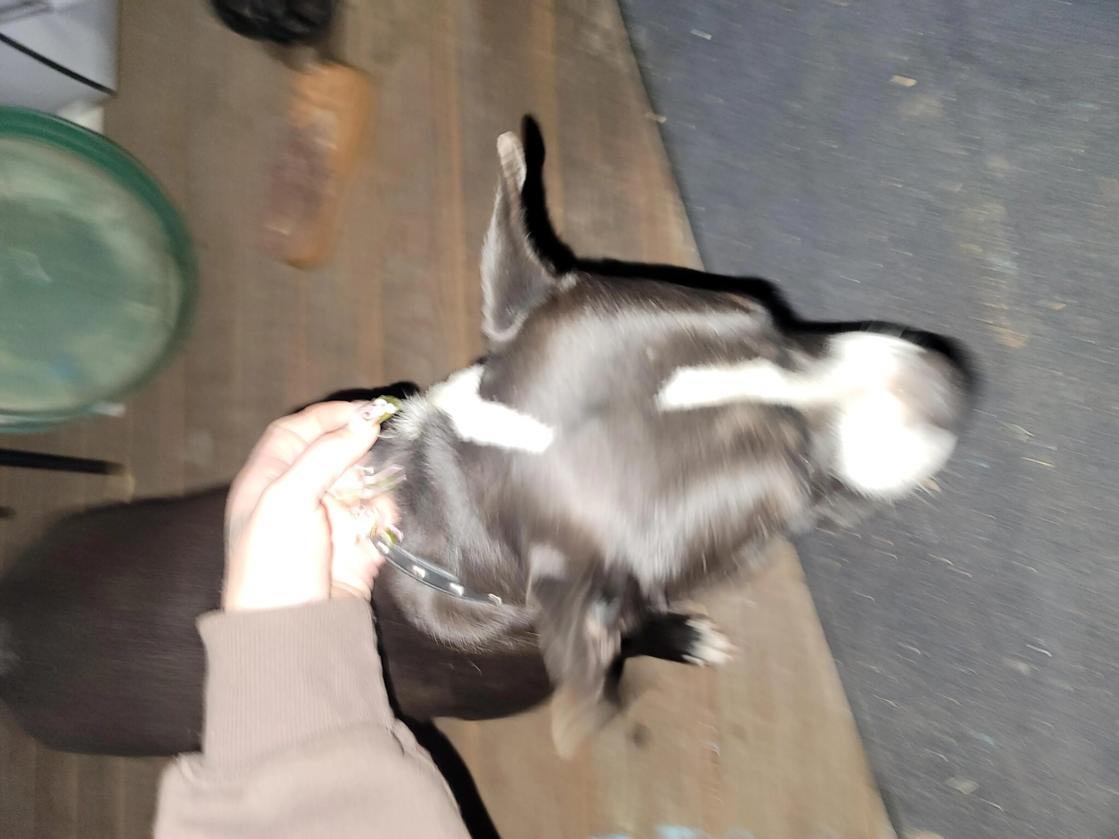 Found pet