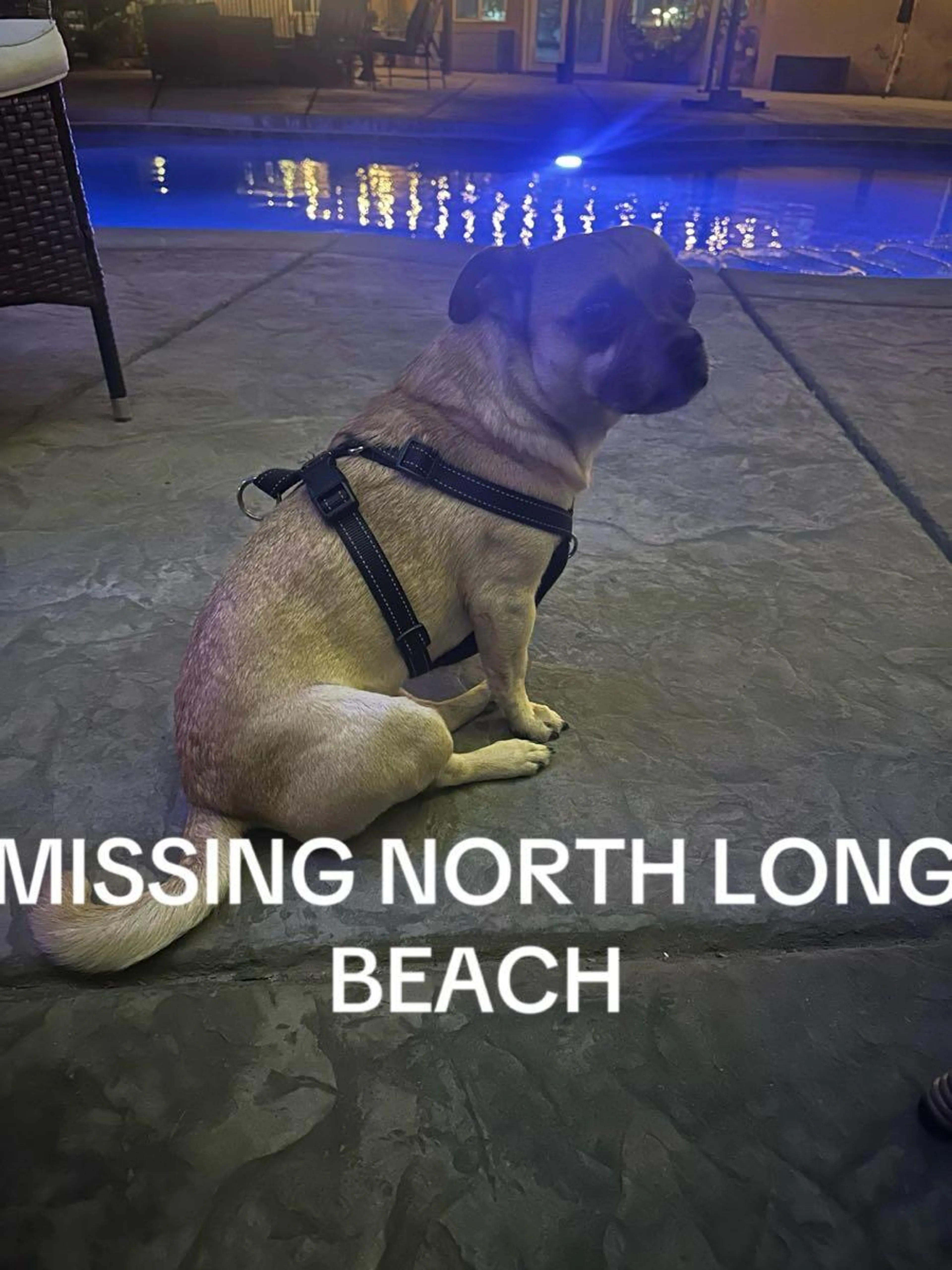 Lost pet