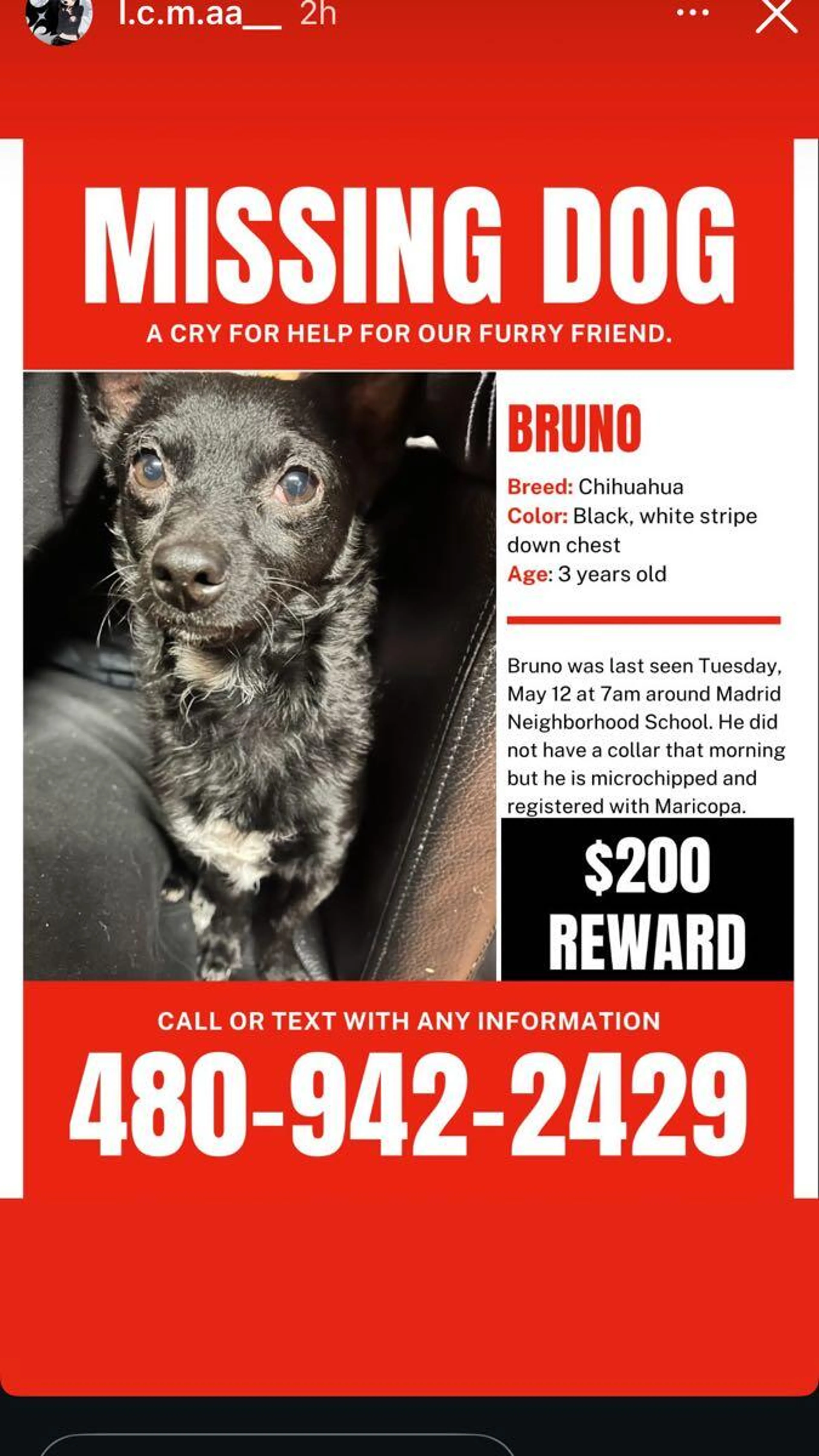 Lost pet