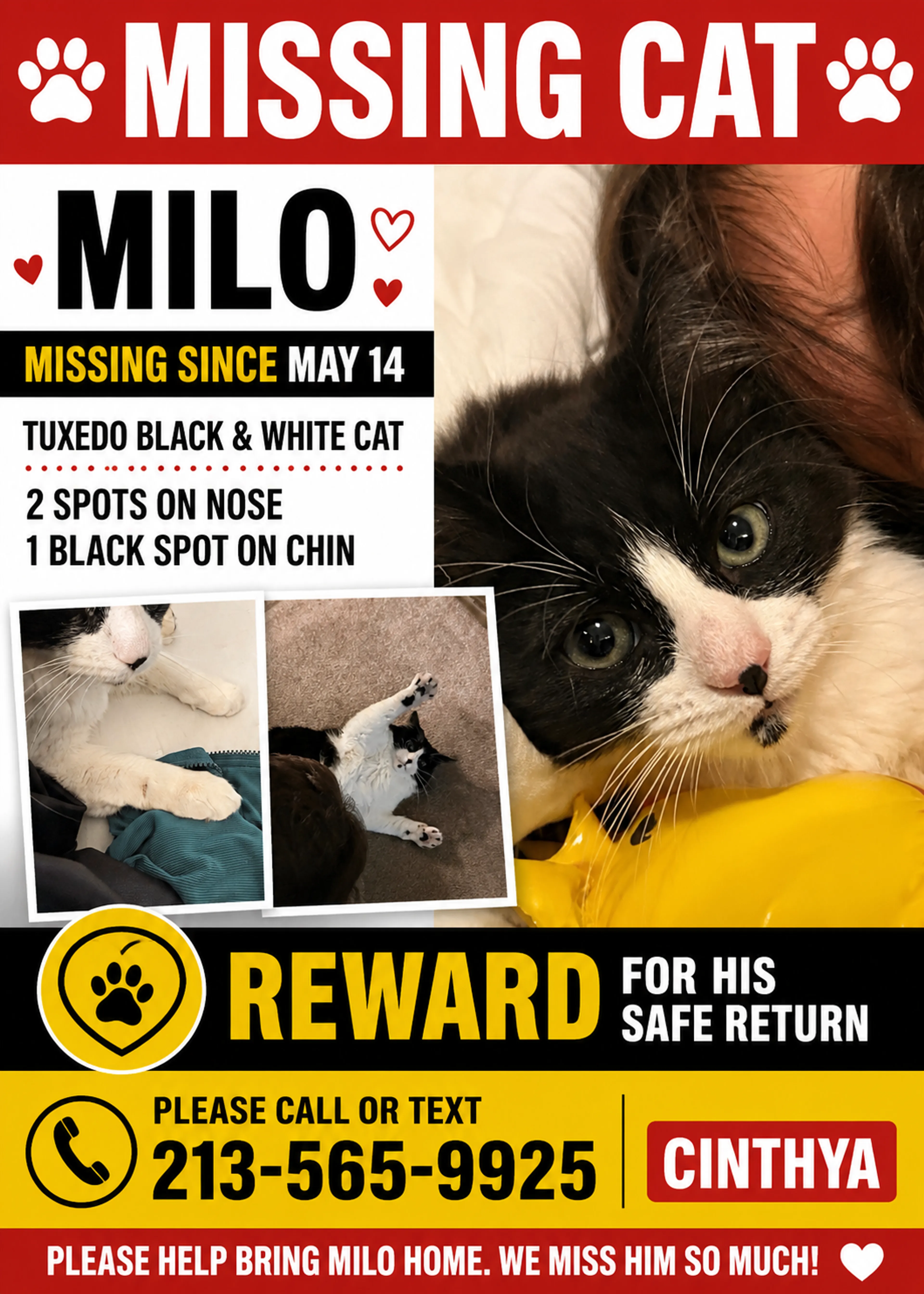 Lost pet