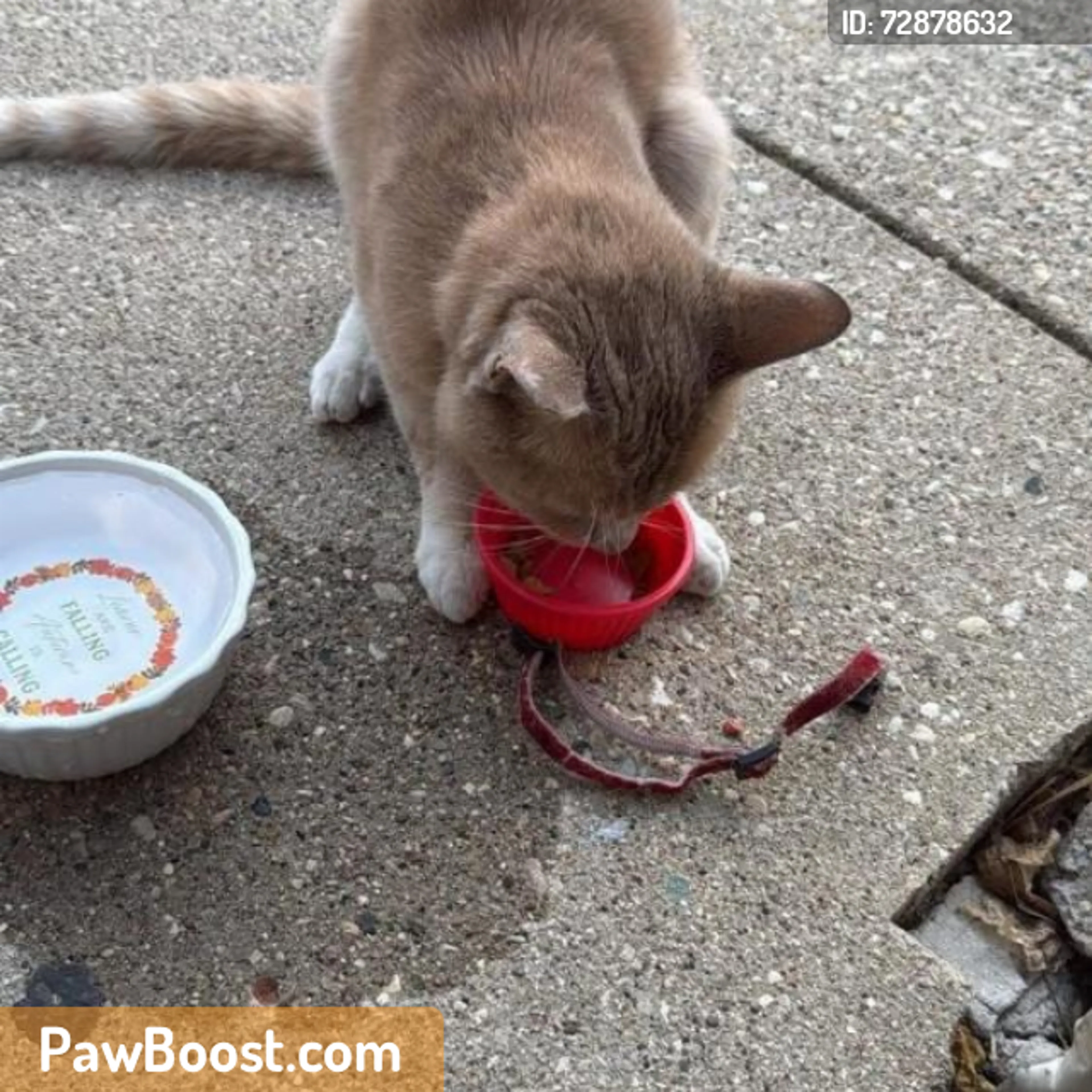 Found pet