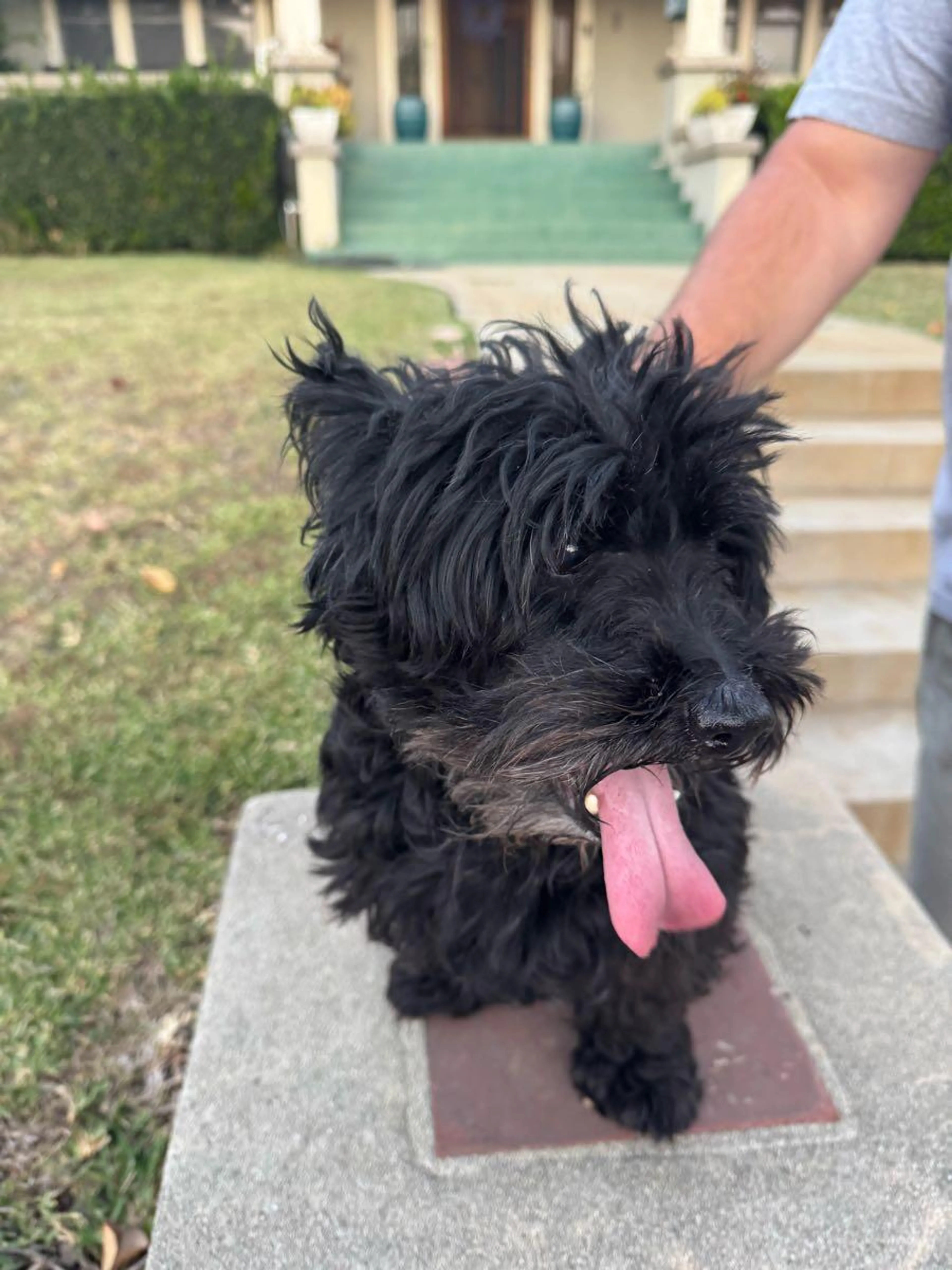 Found pet