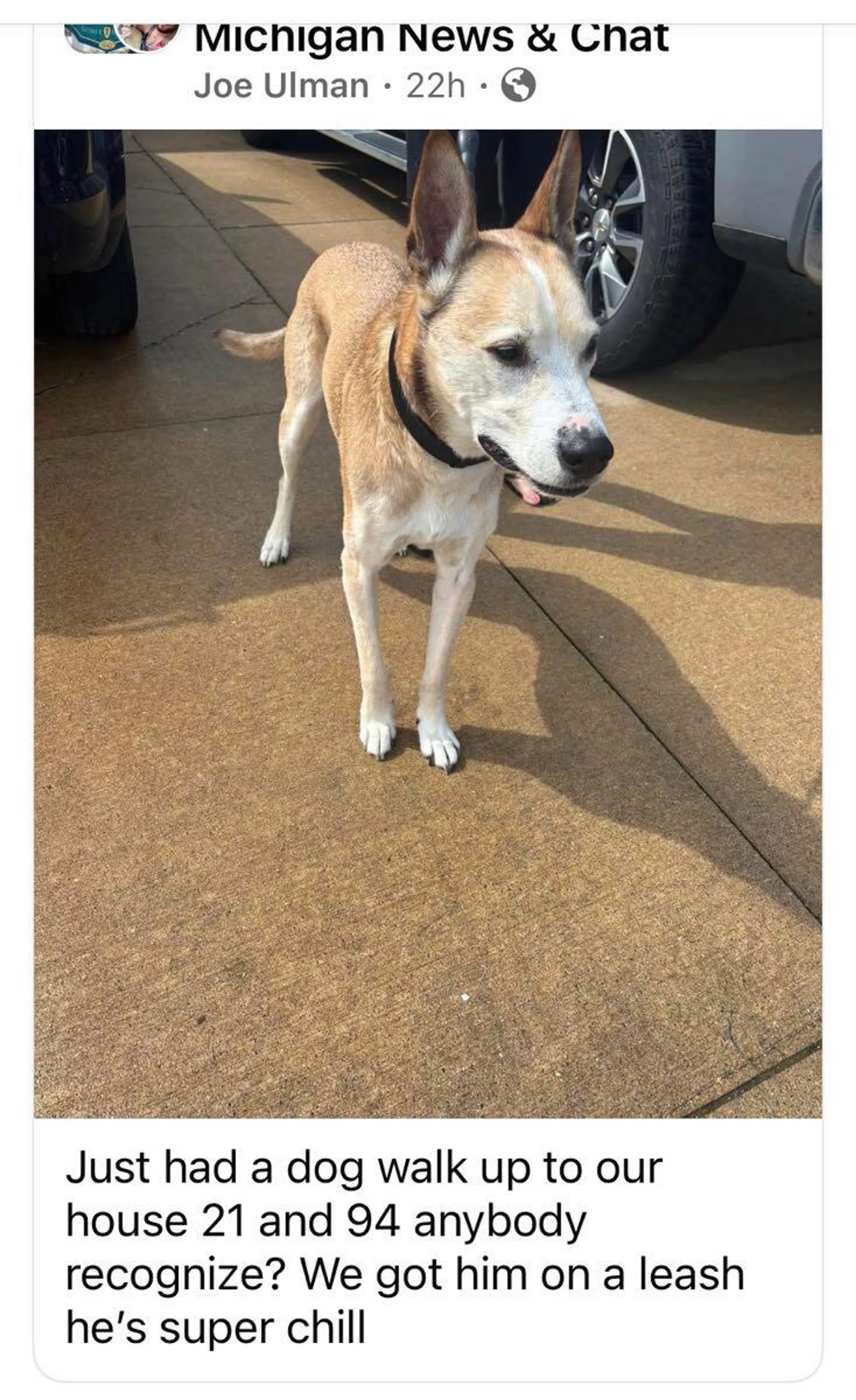 Found pet