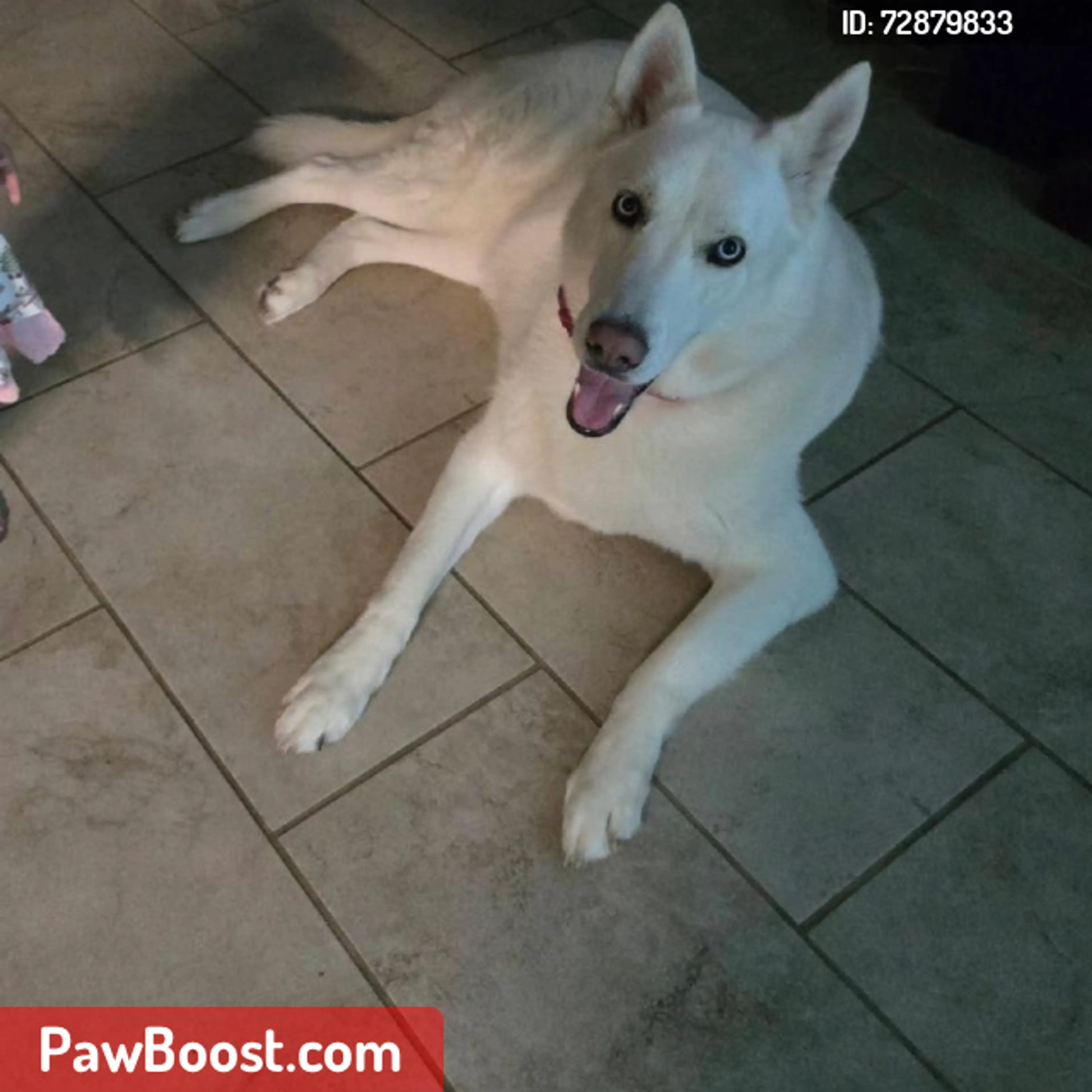 Lost pet