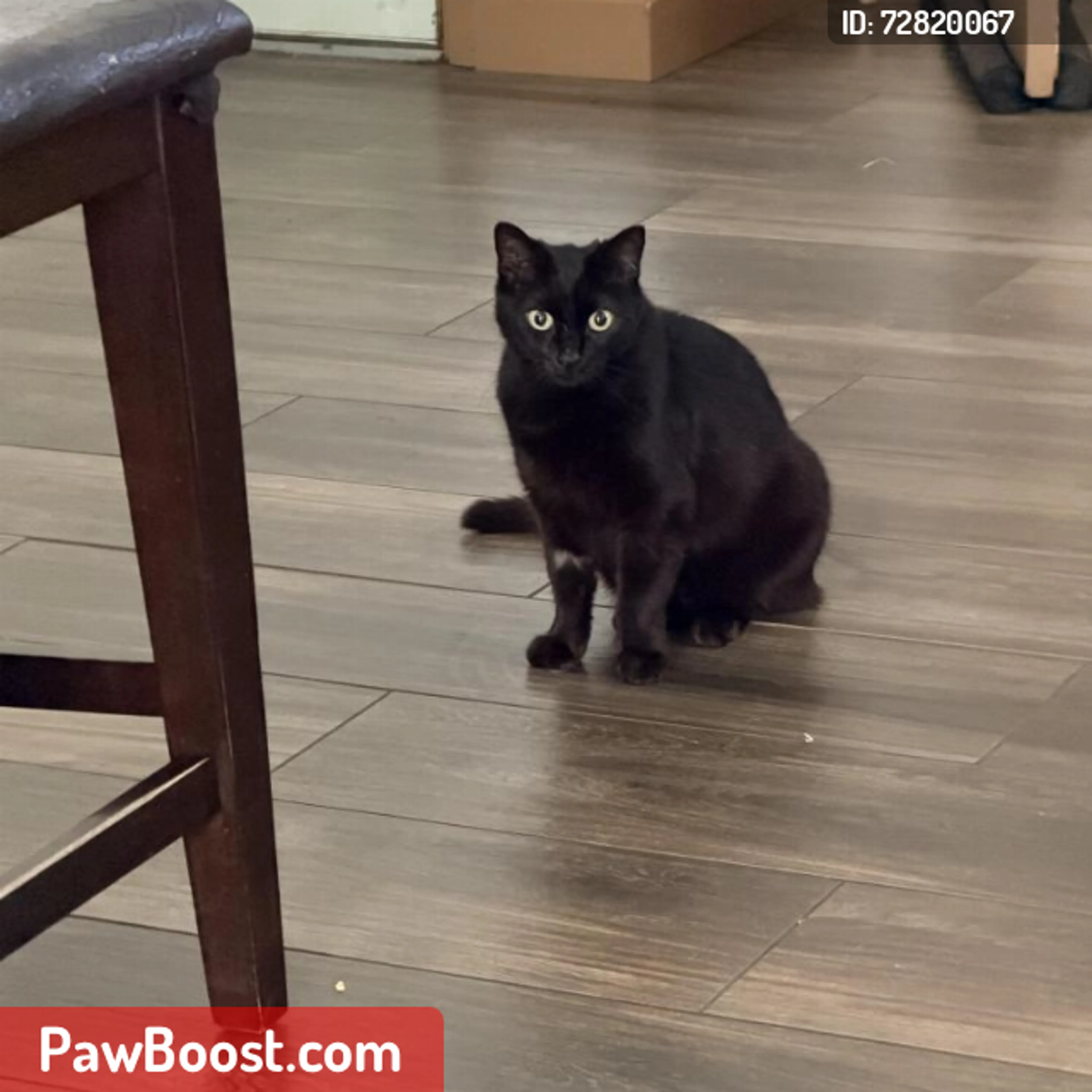 Lost pet