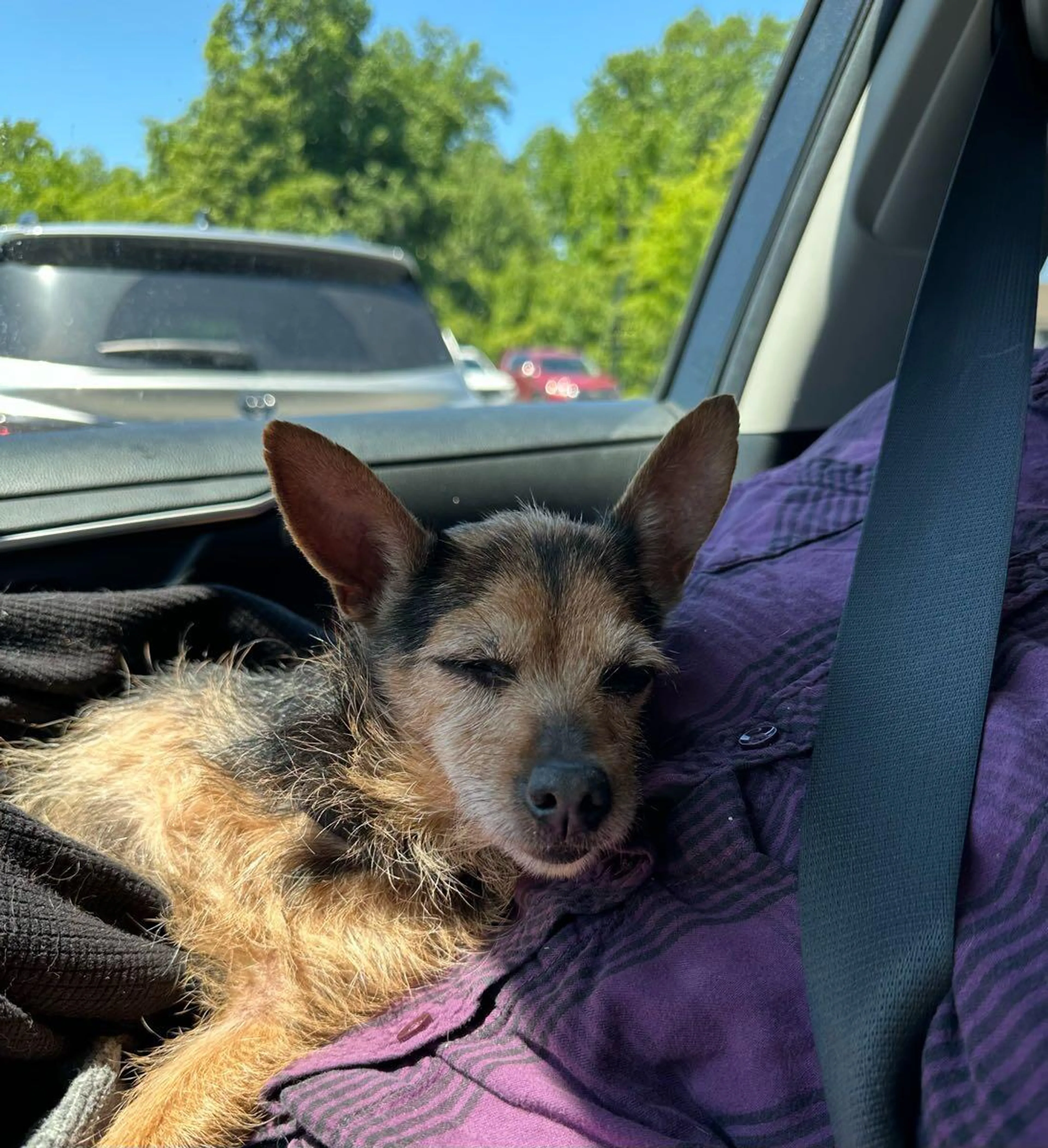 Found pet
