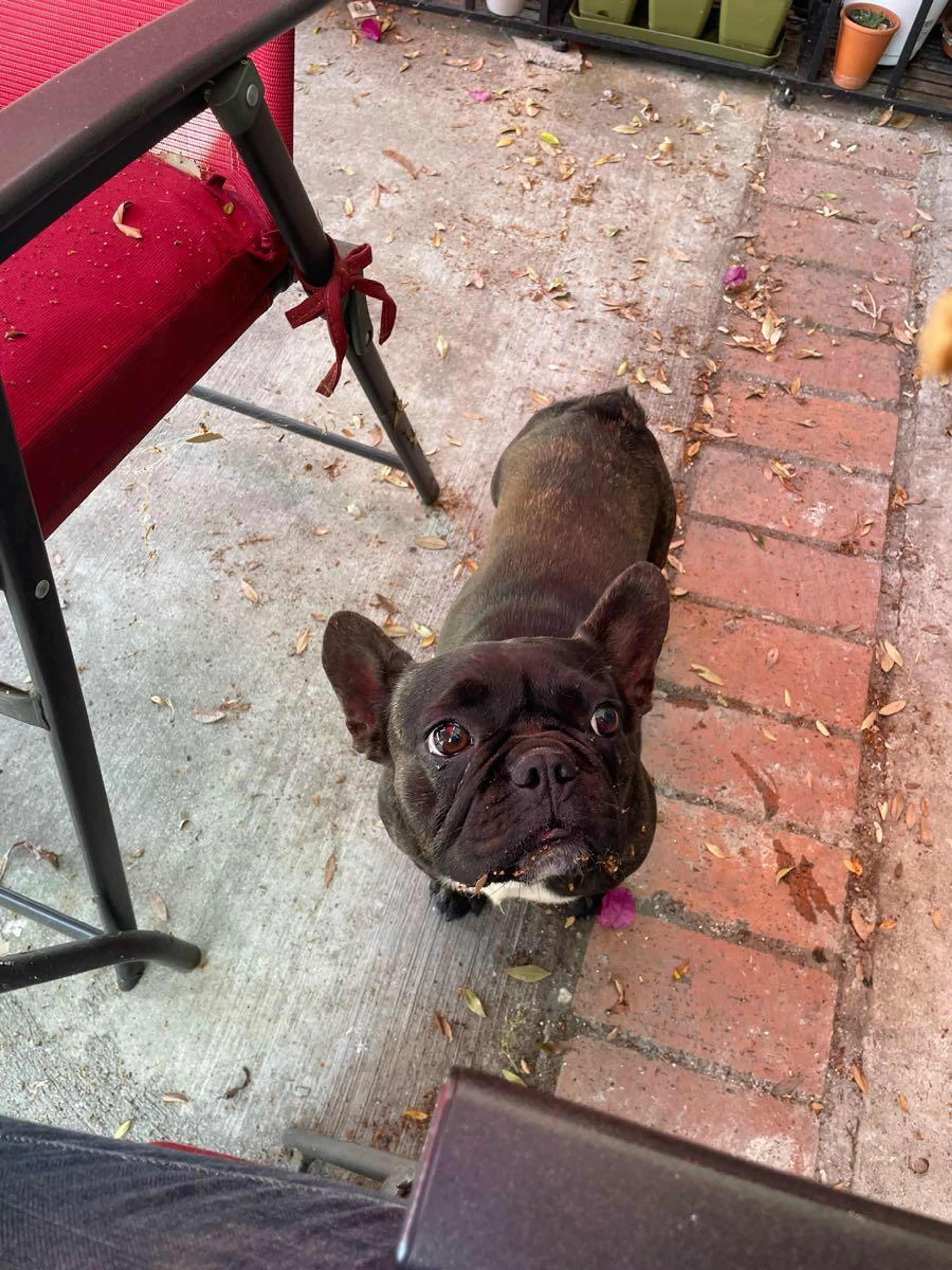 Found pet