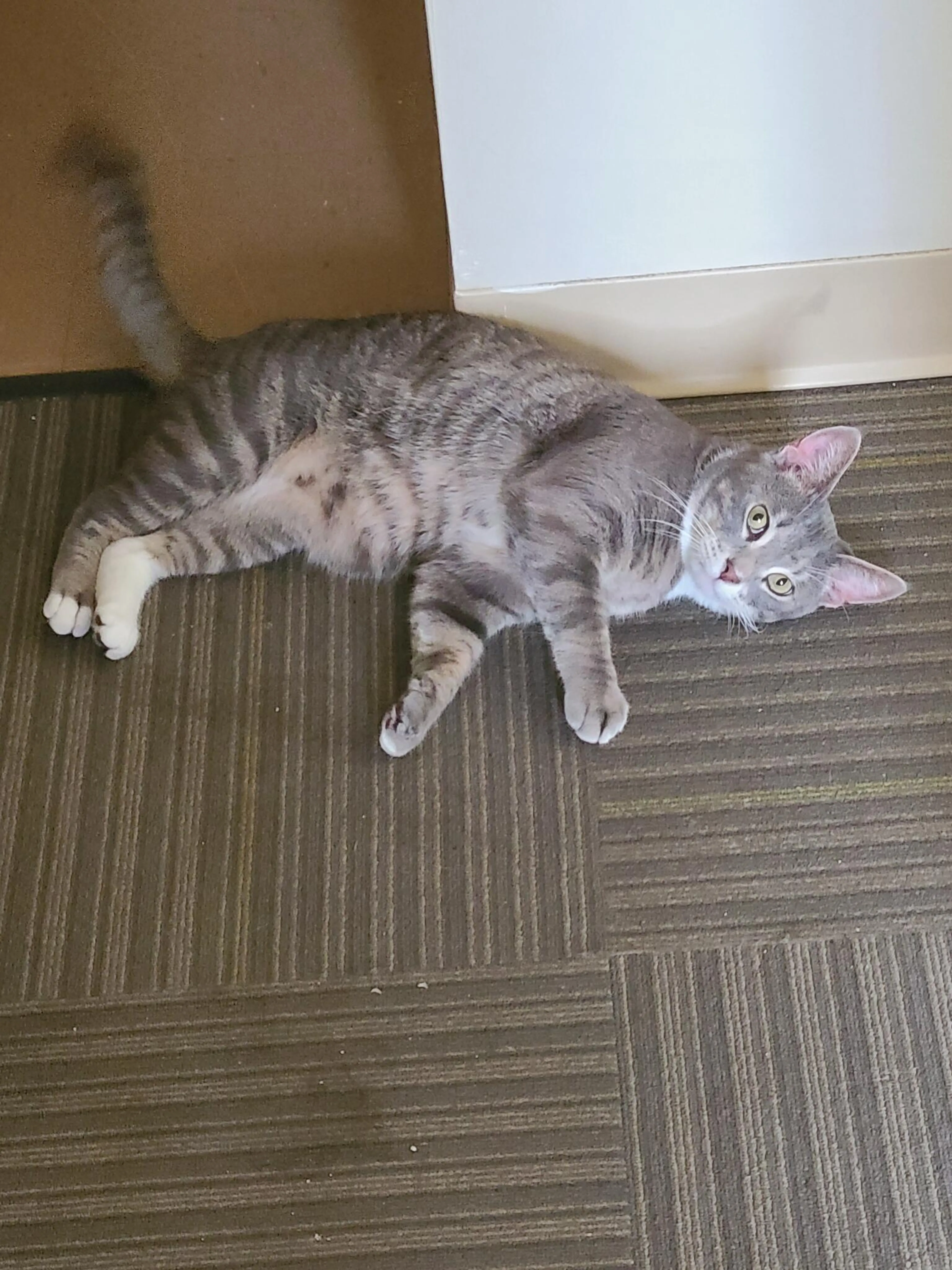 Lost pet