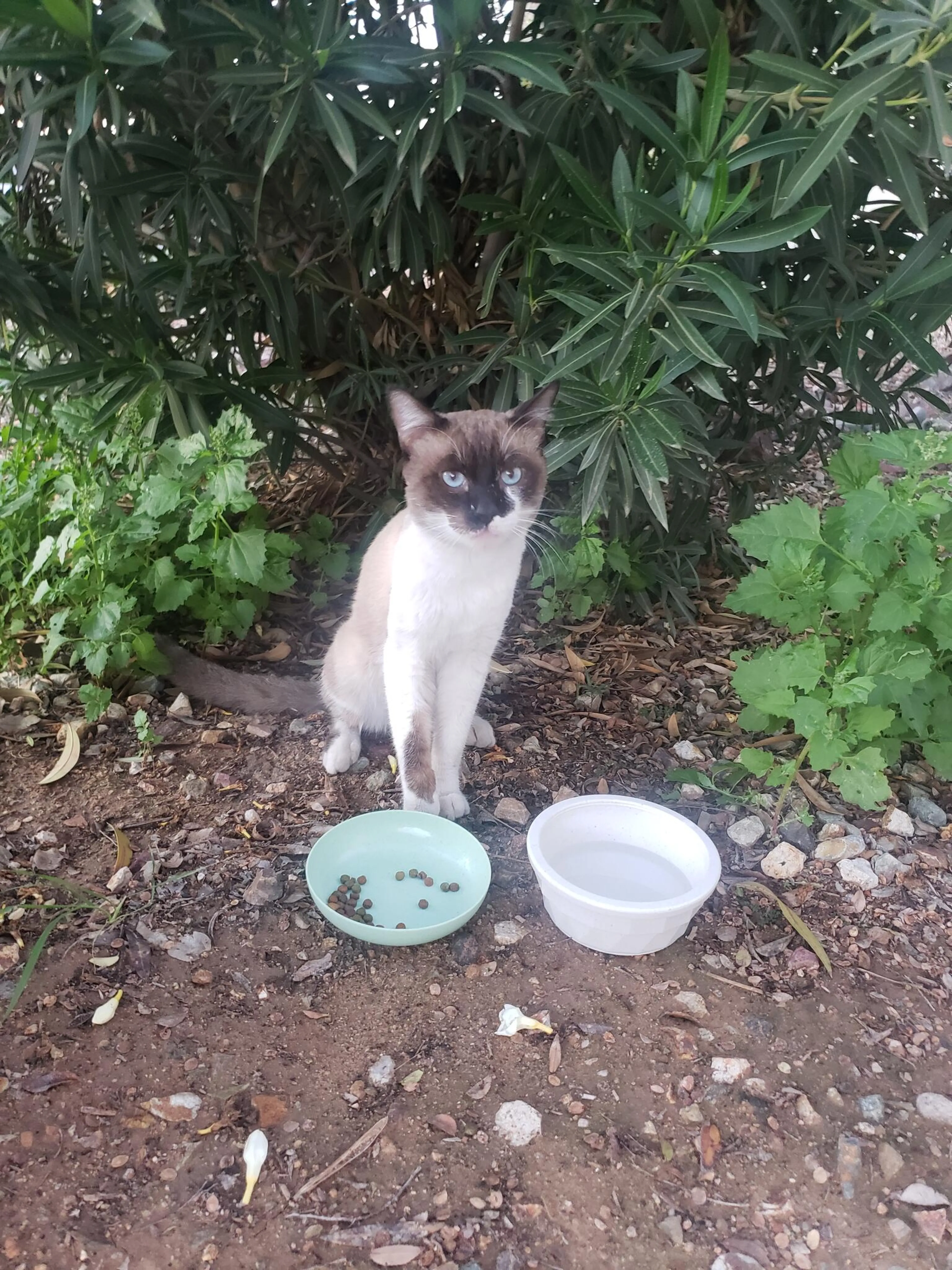 Found pet