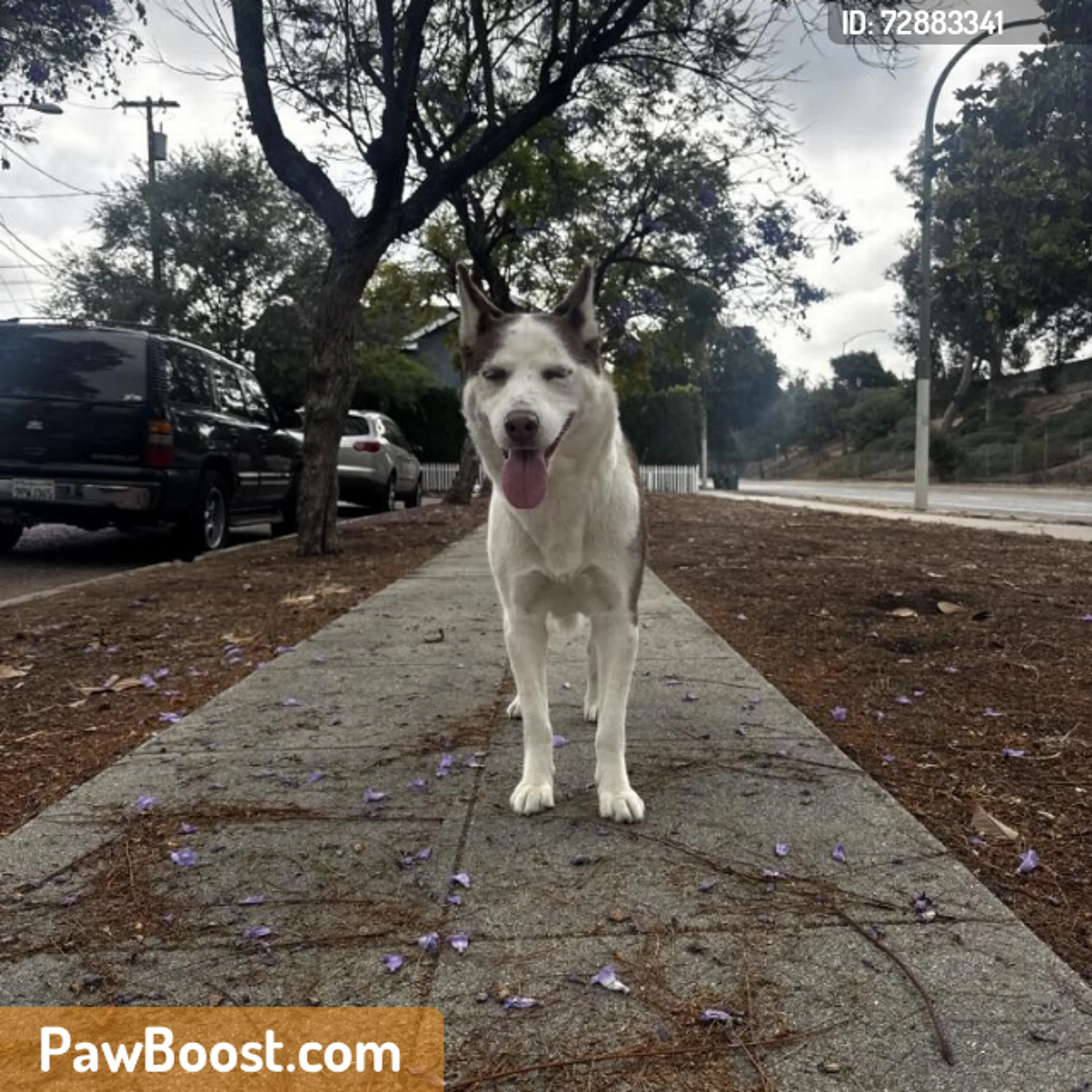 Found pet