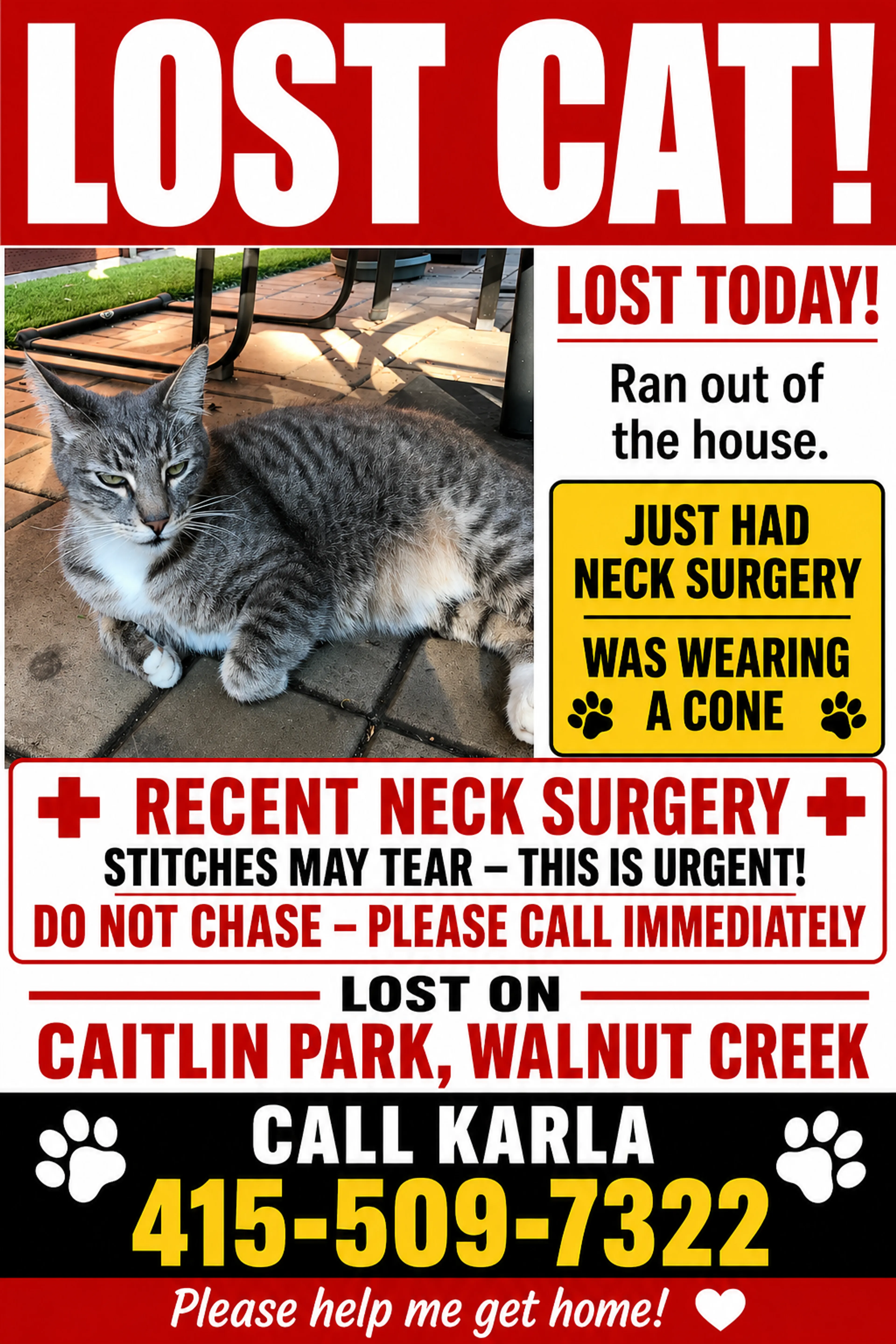 Lost pet