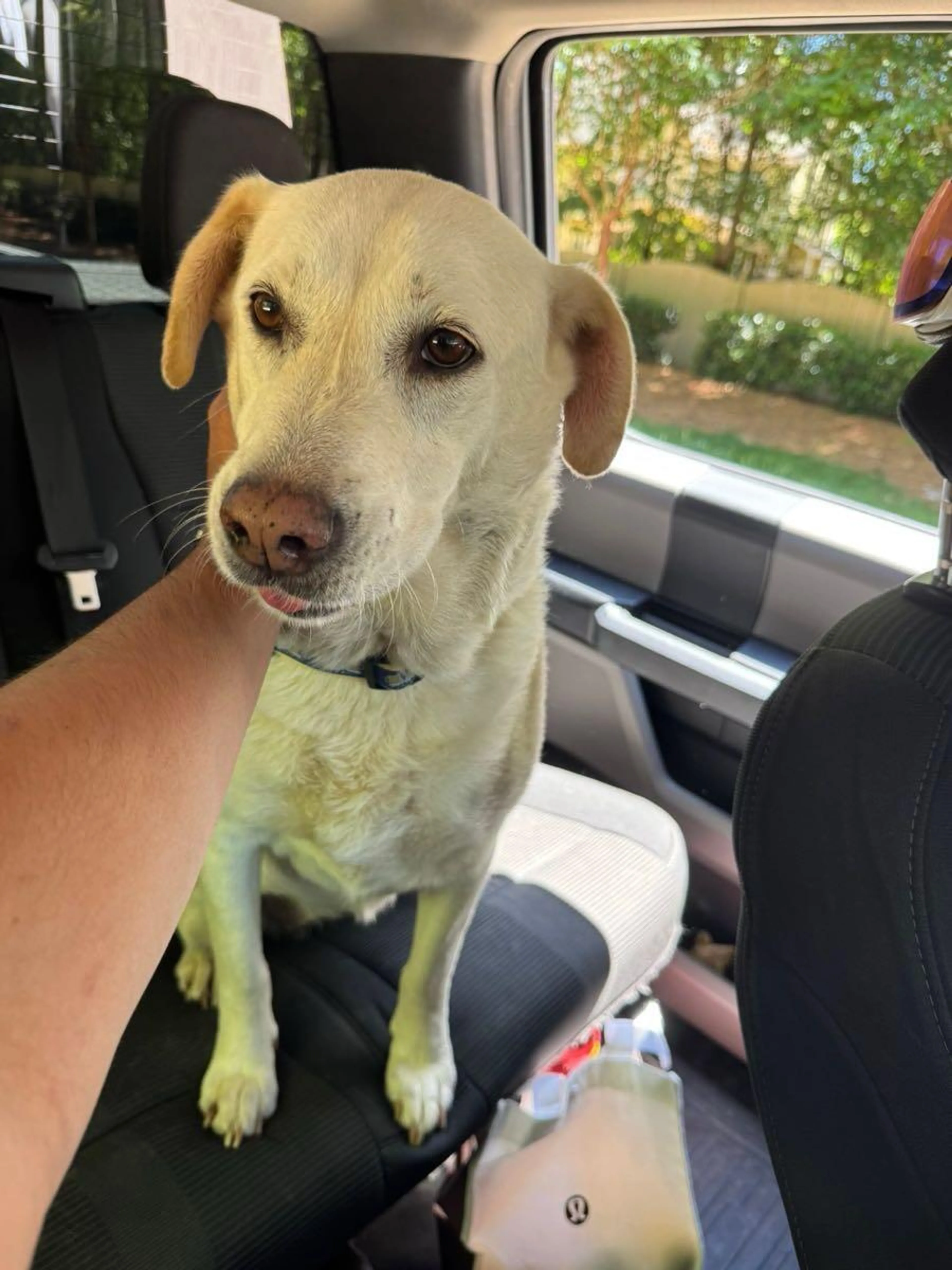 Found pet
