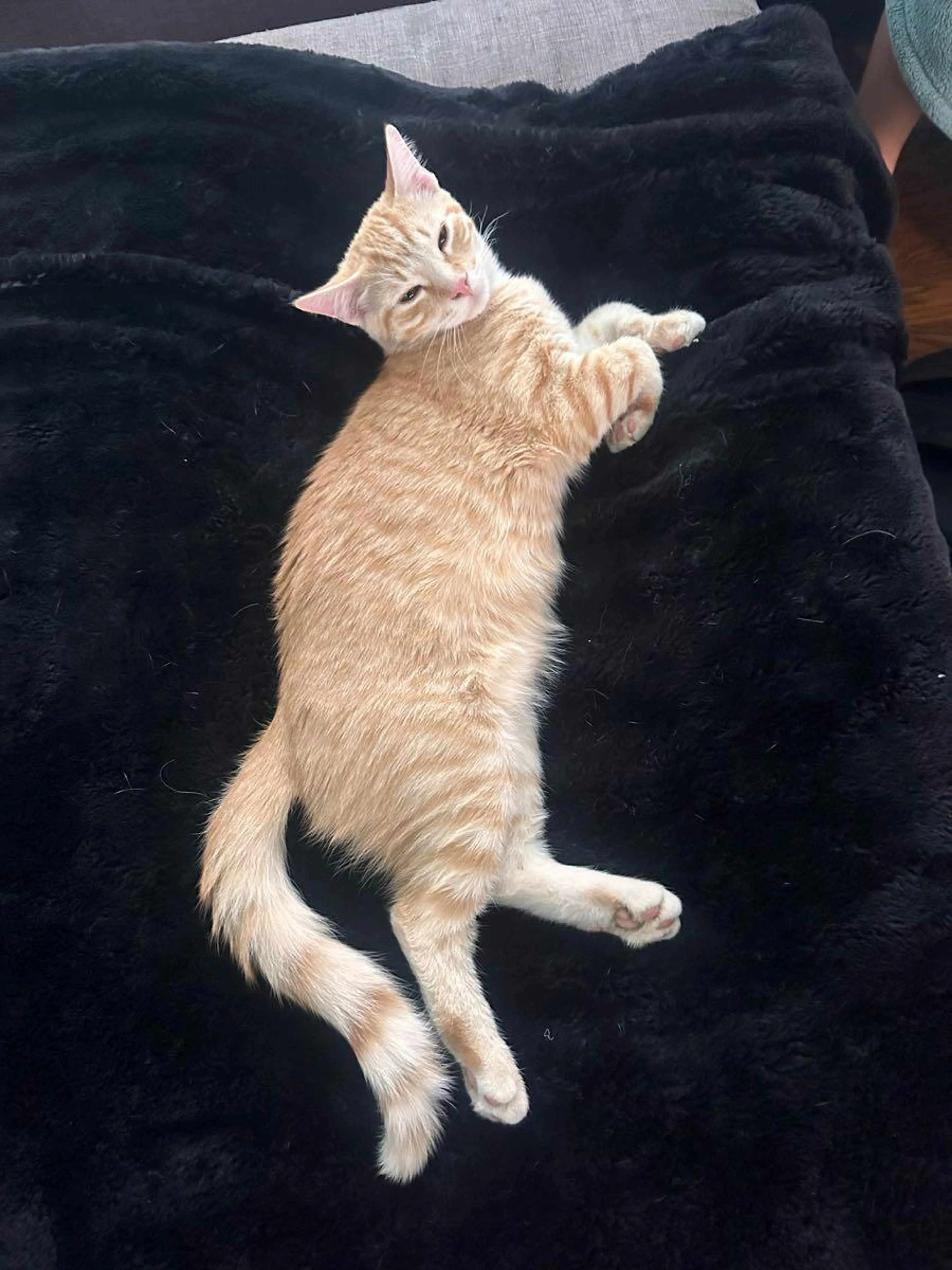 Lost pet