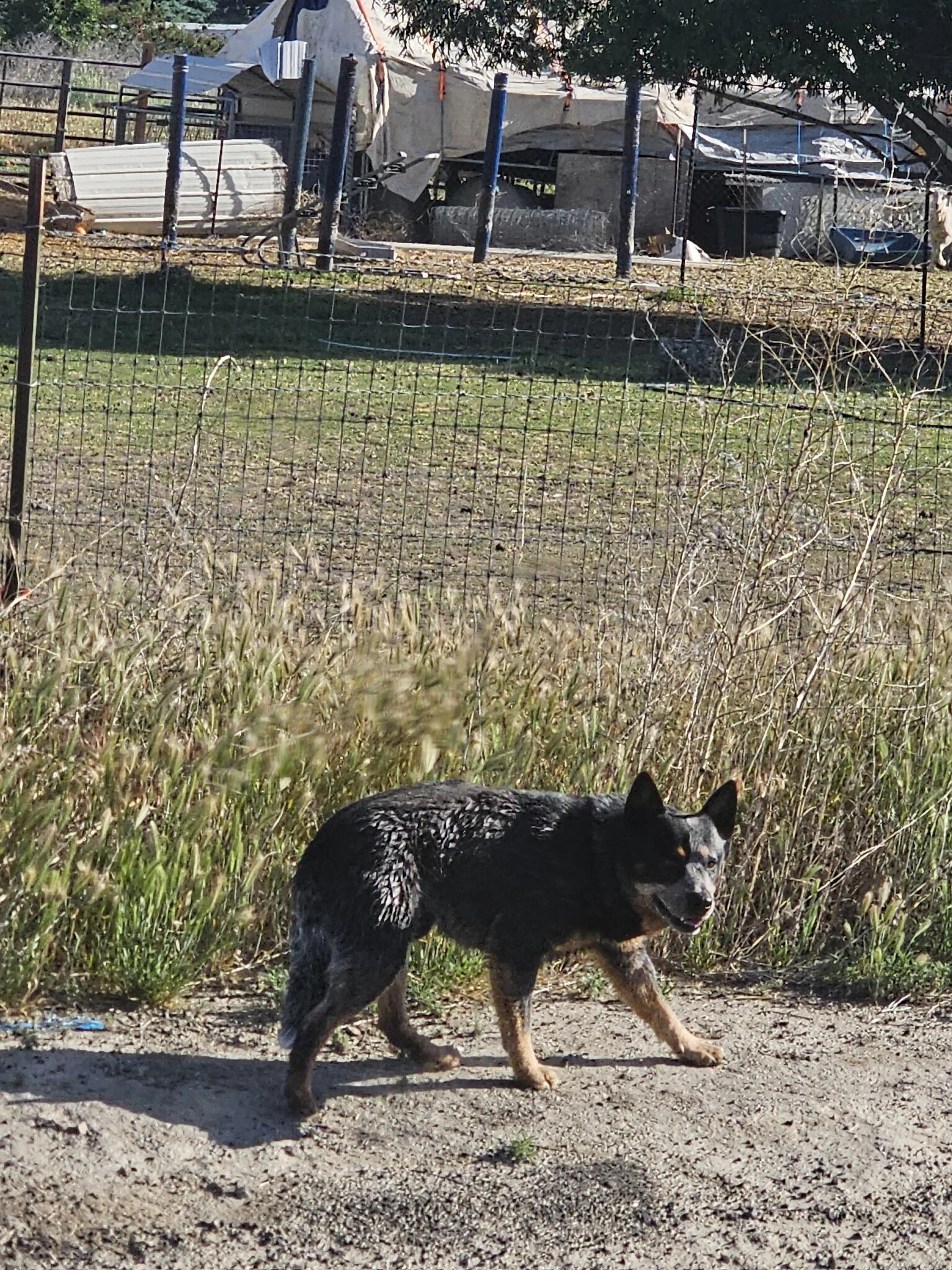 Found pet