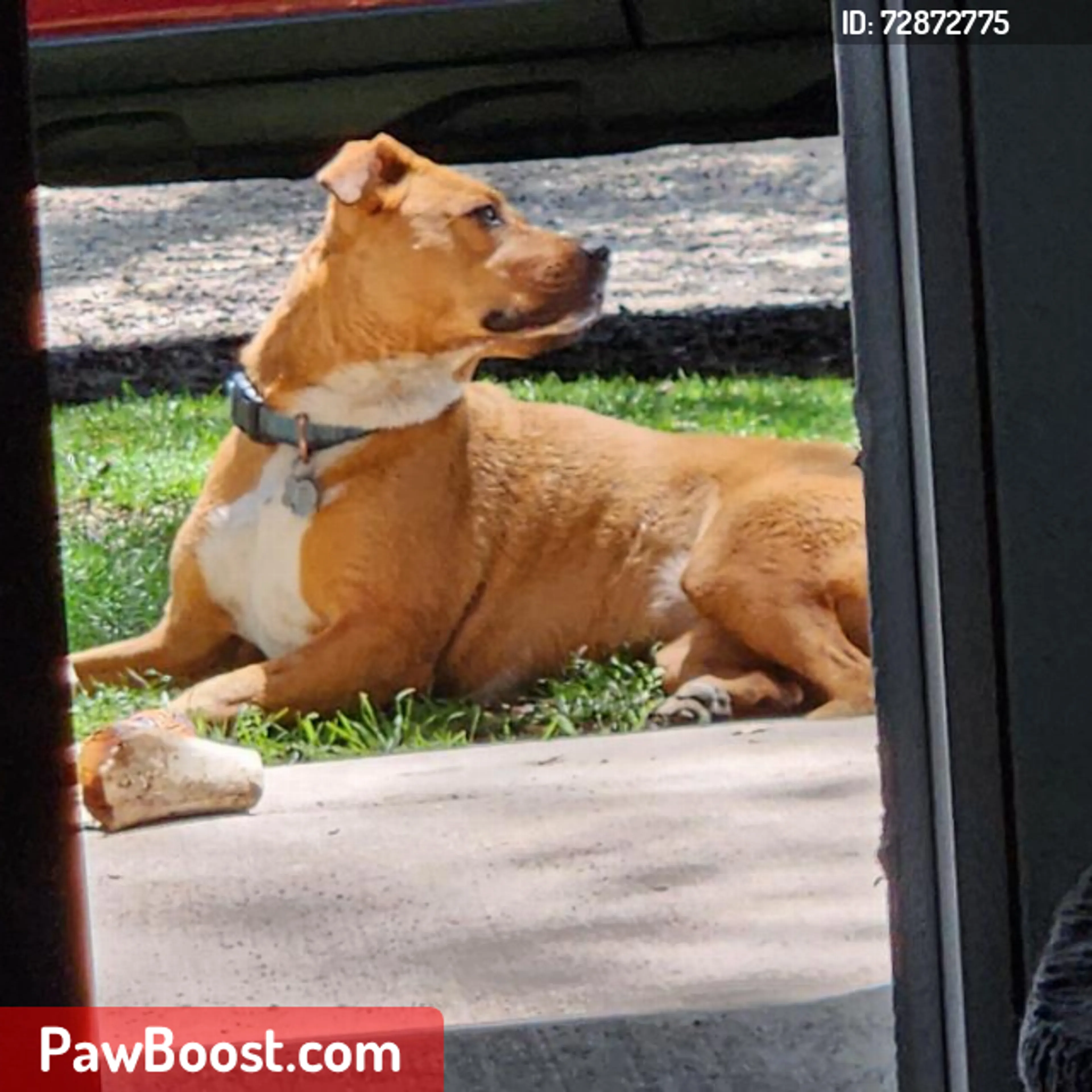 Lost pet