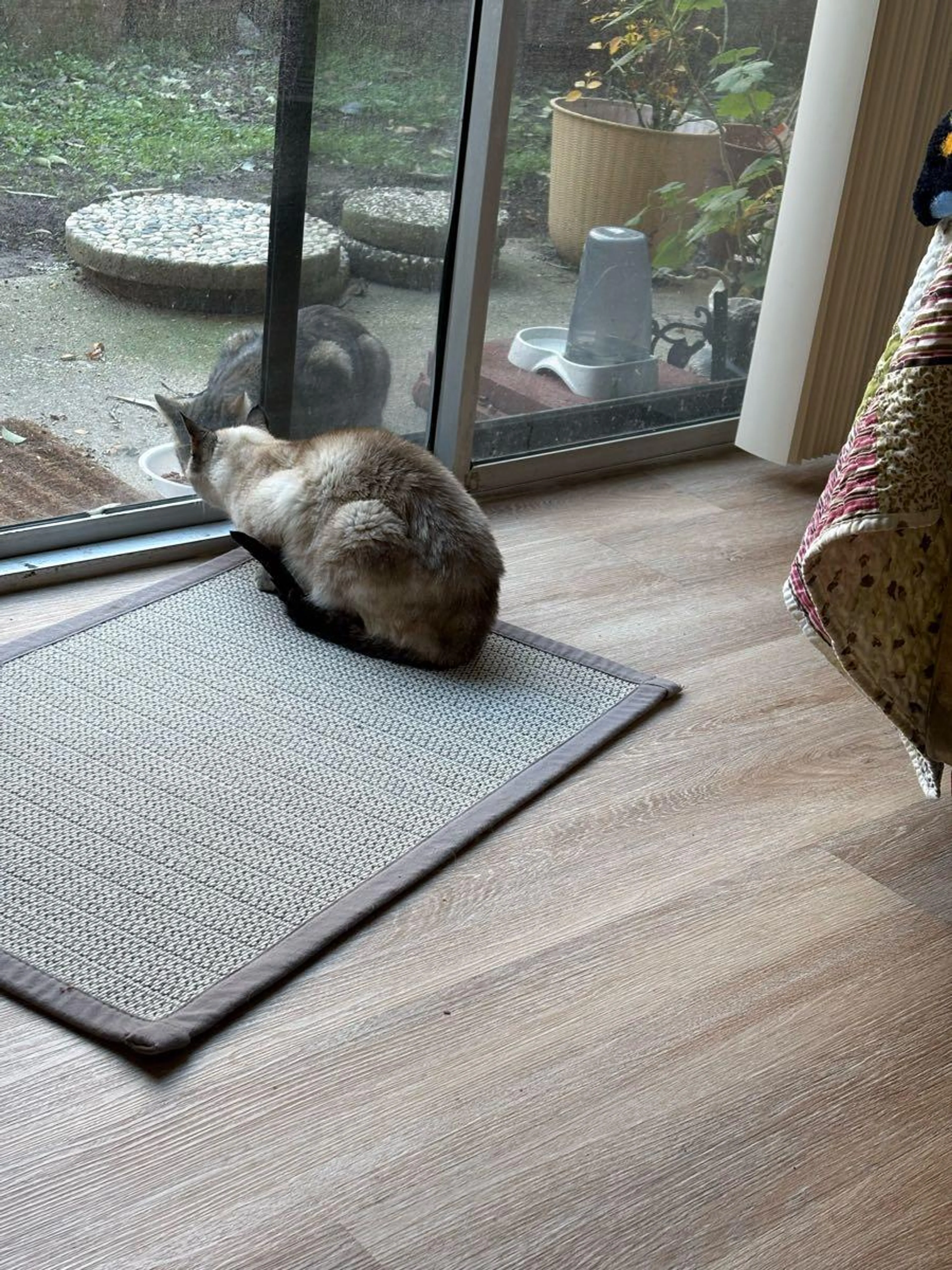 Lost pet