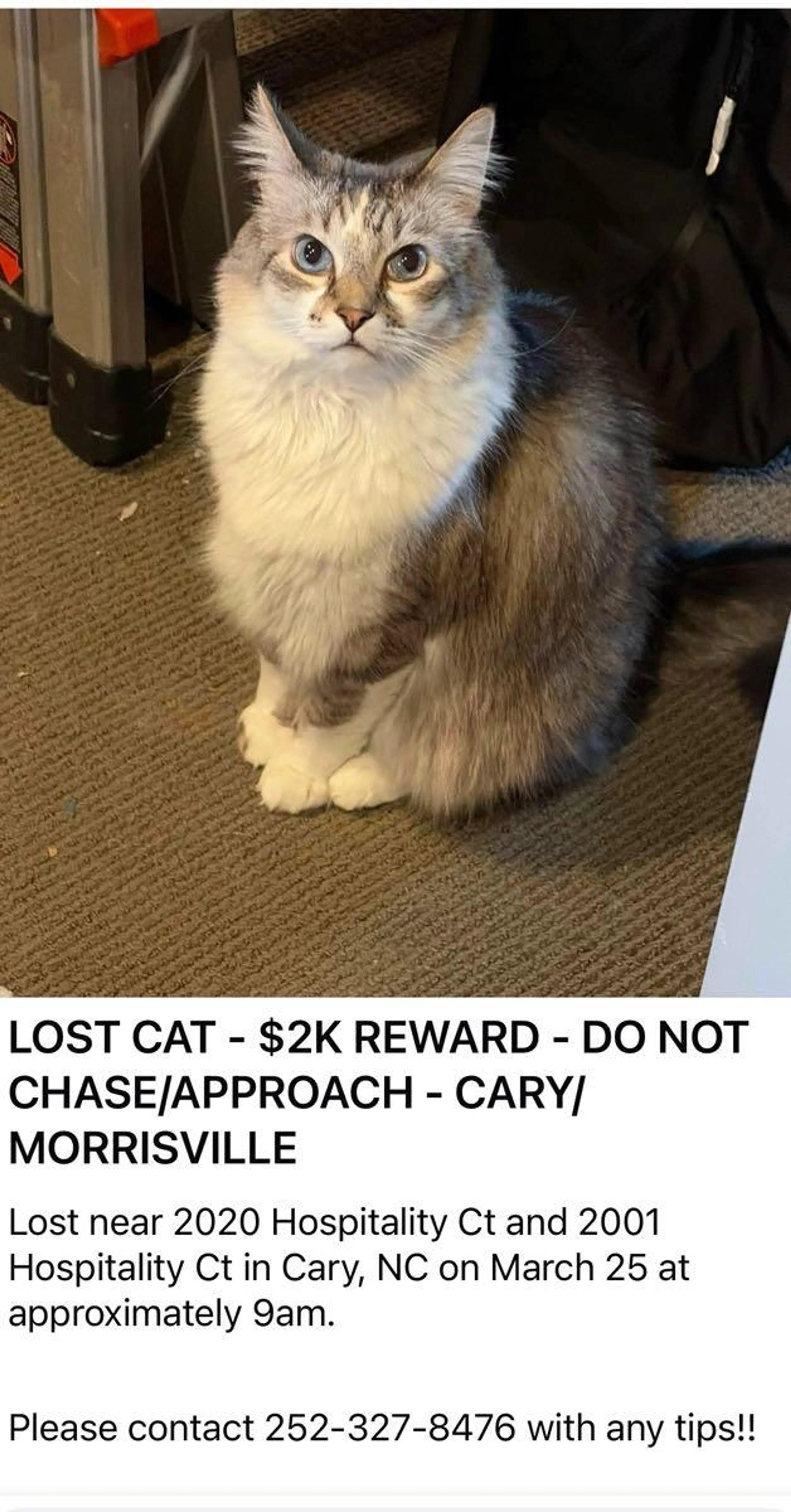 Lost pet