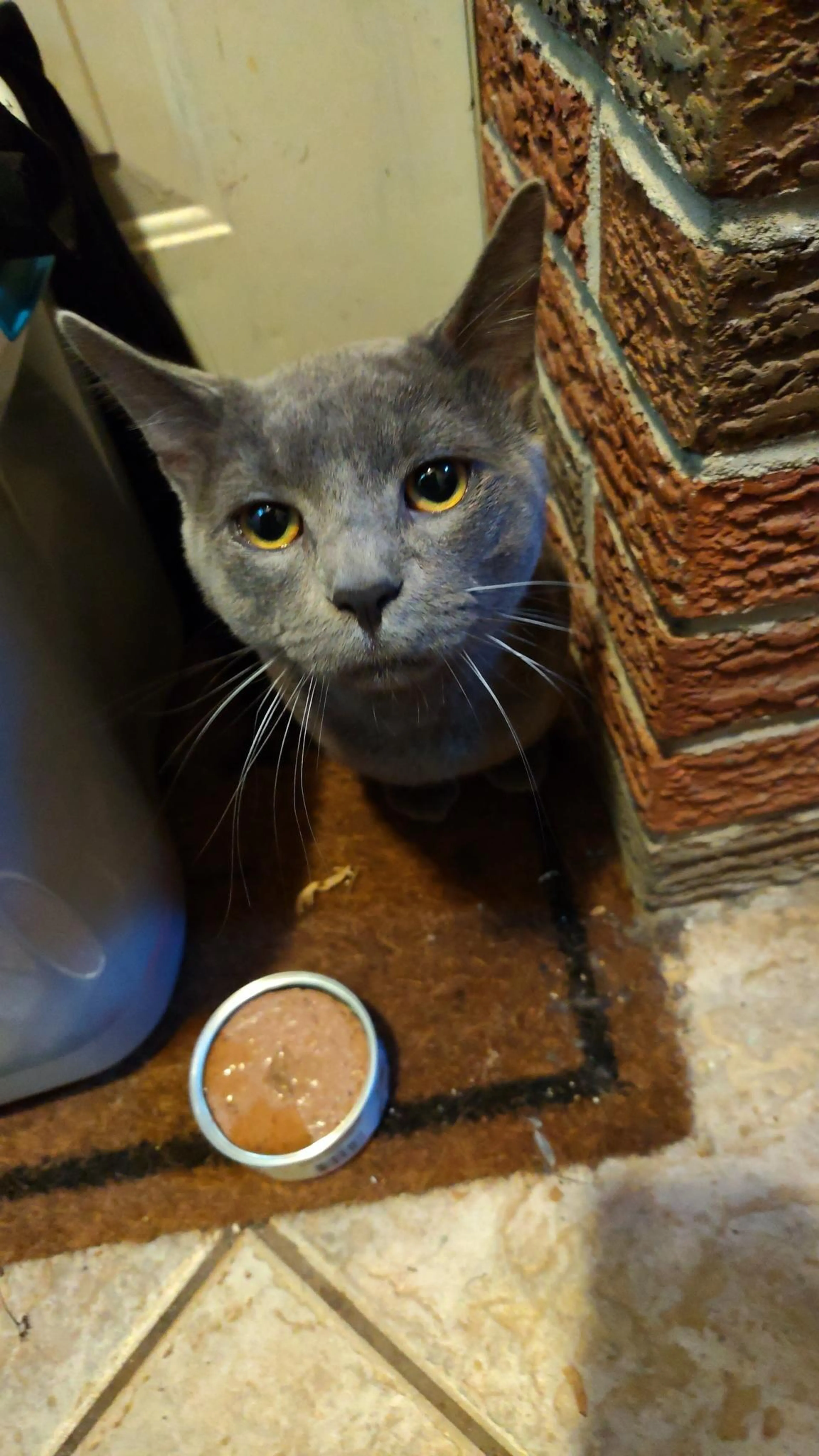 Lost pet