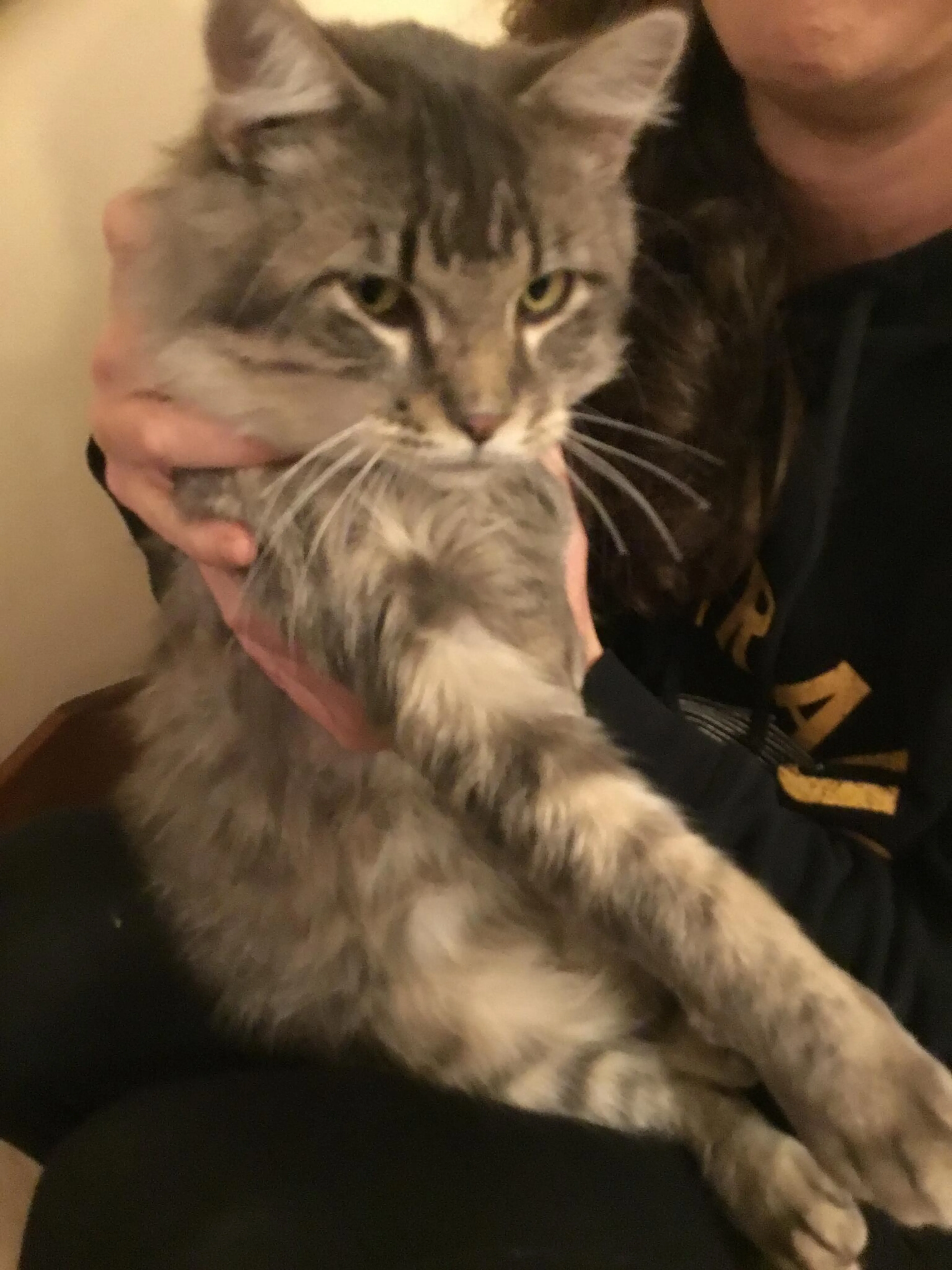 Lost pet