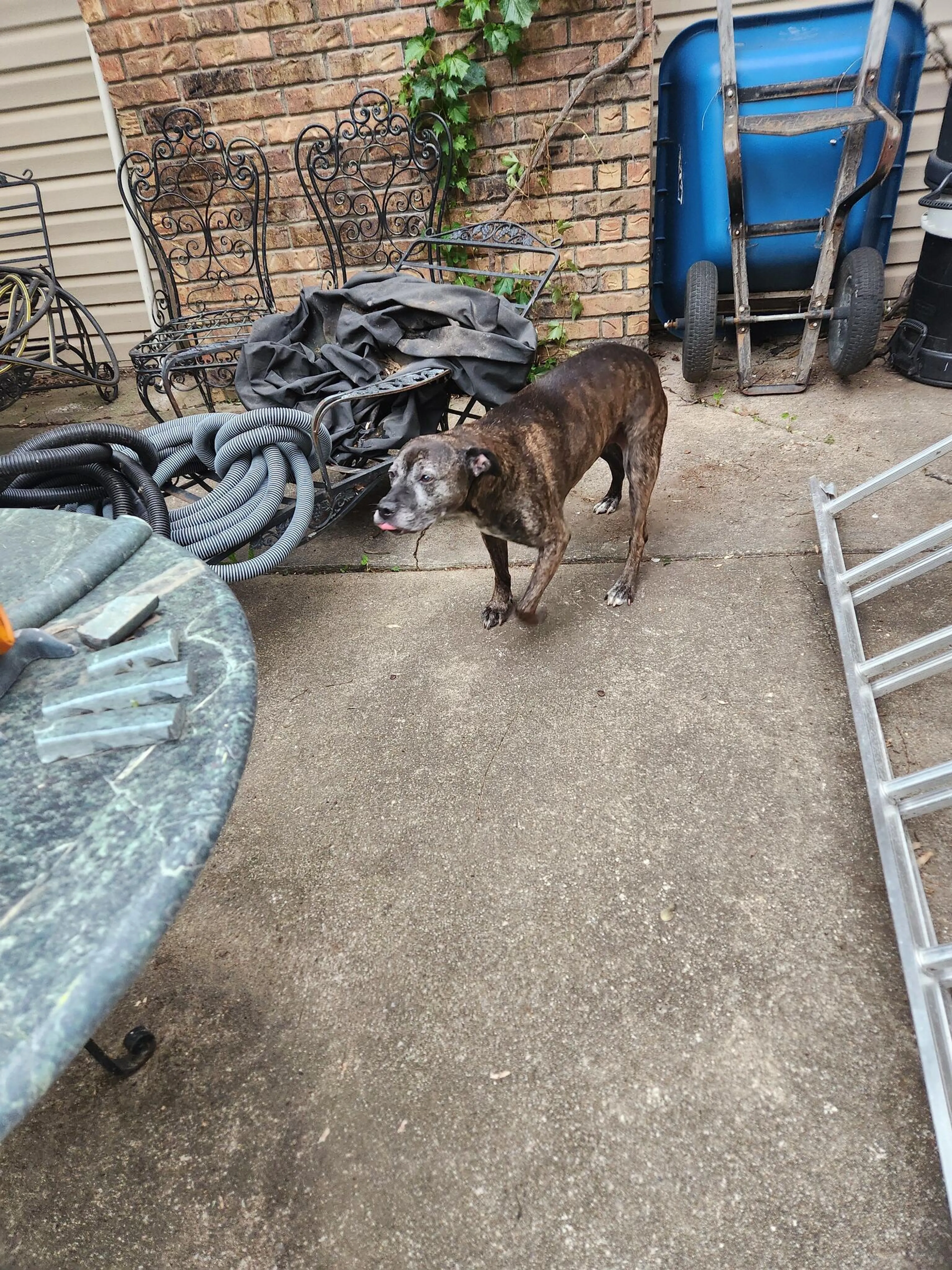 Found pet