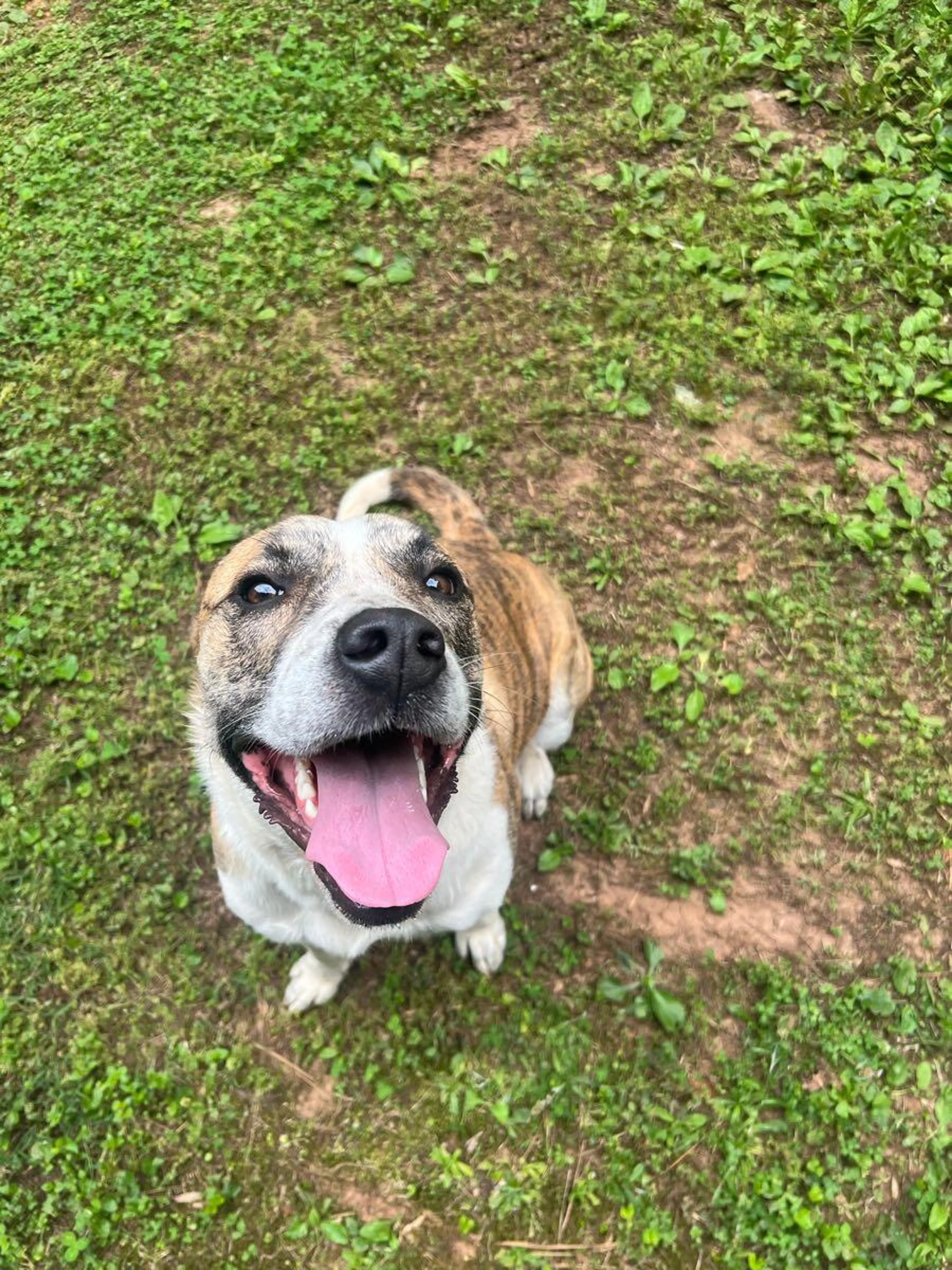 Found pet