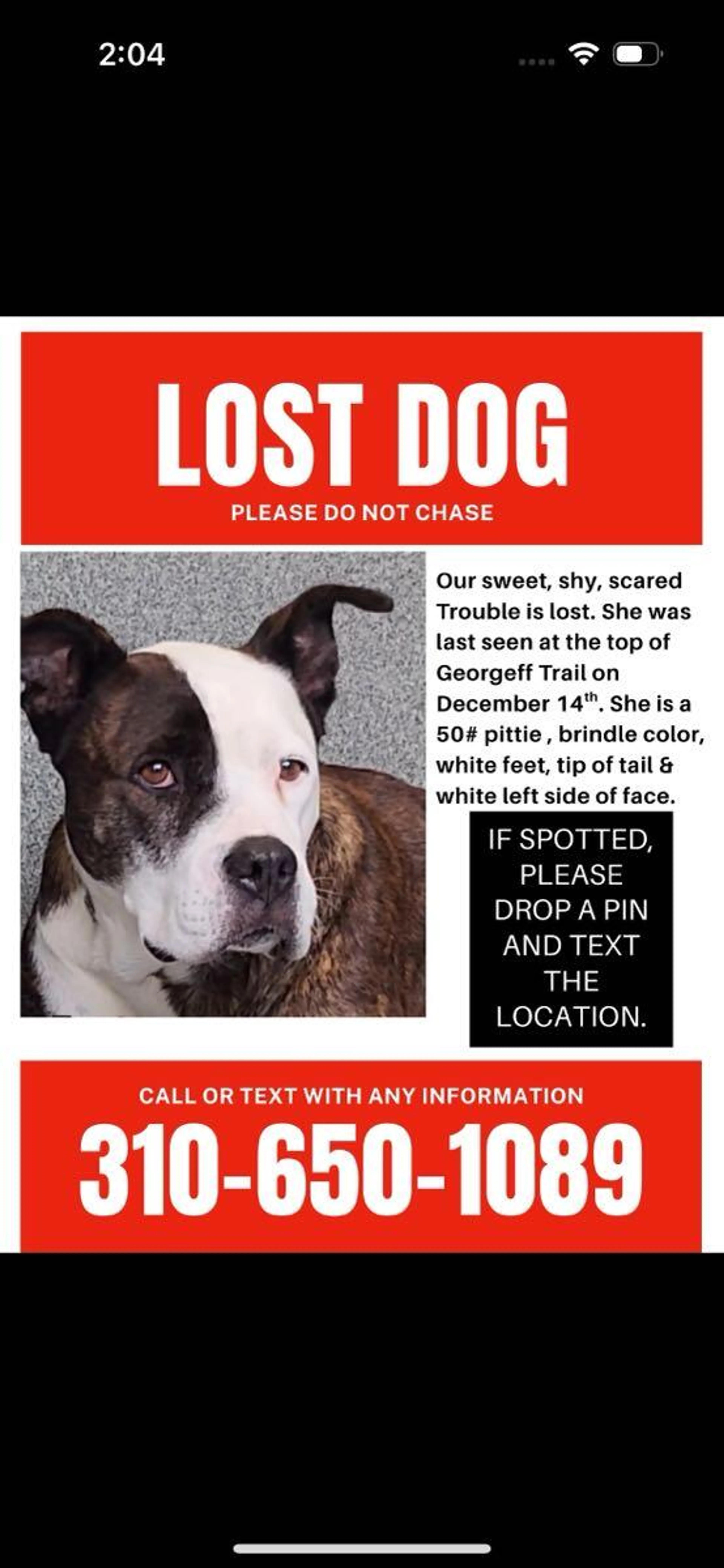 Lost pet