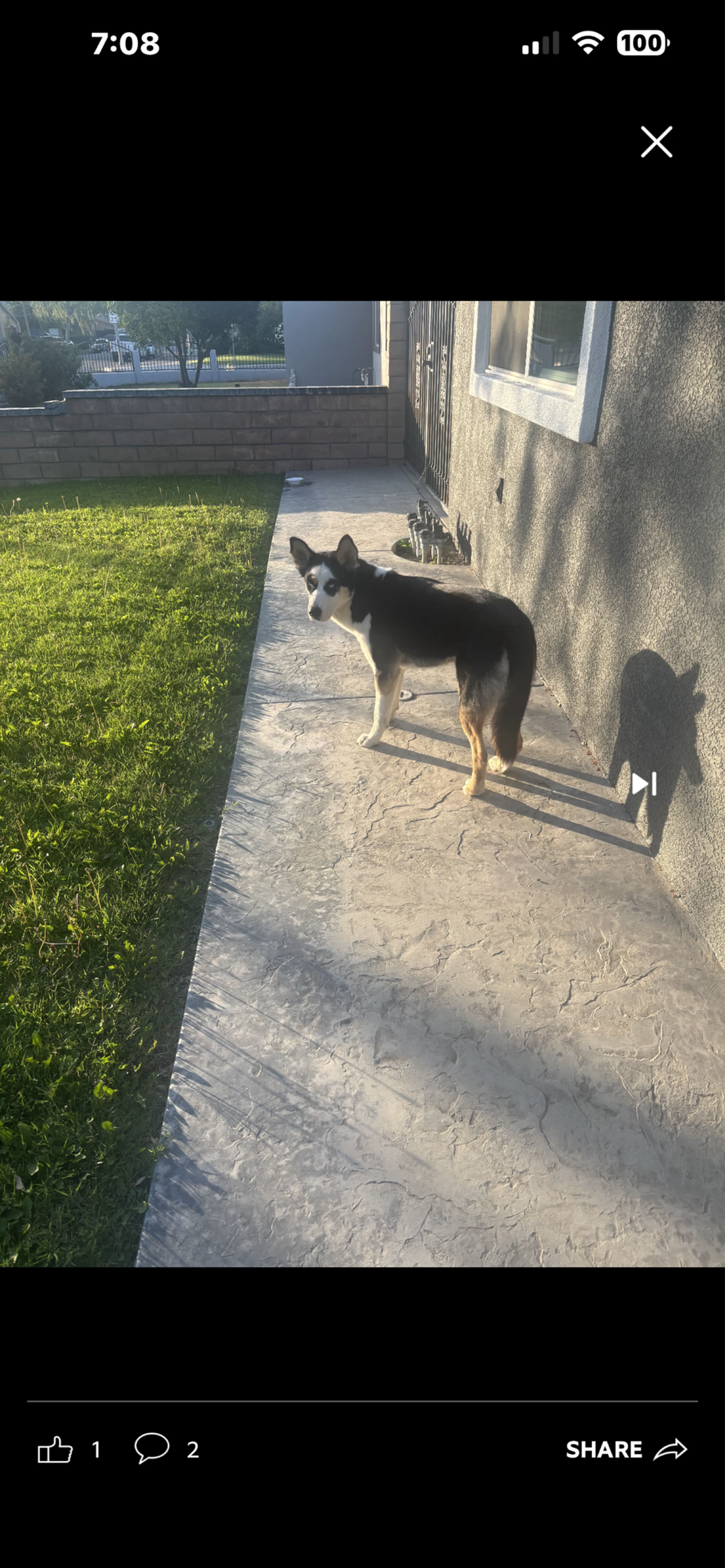 Found pet