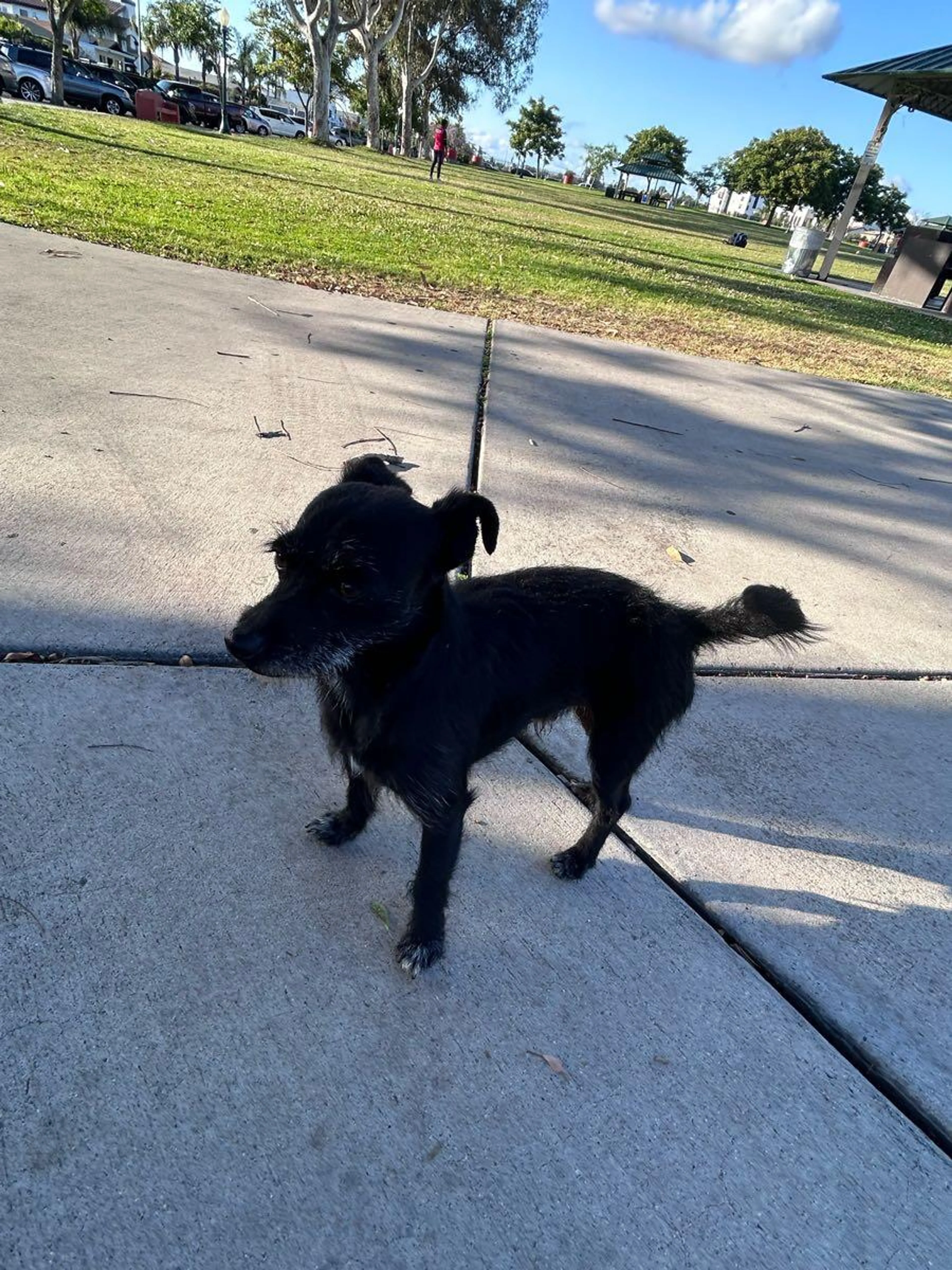 Found pet