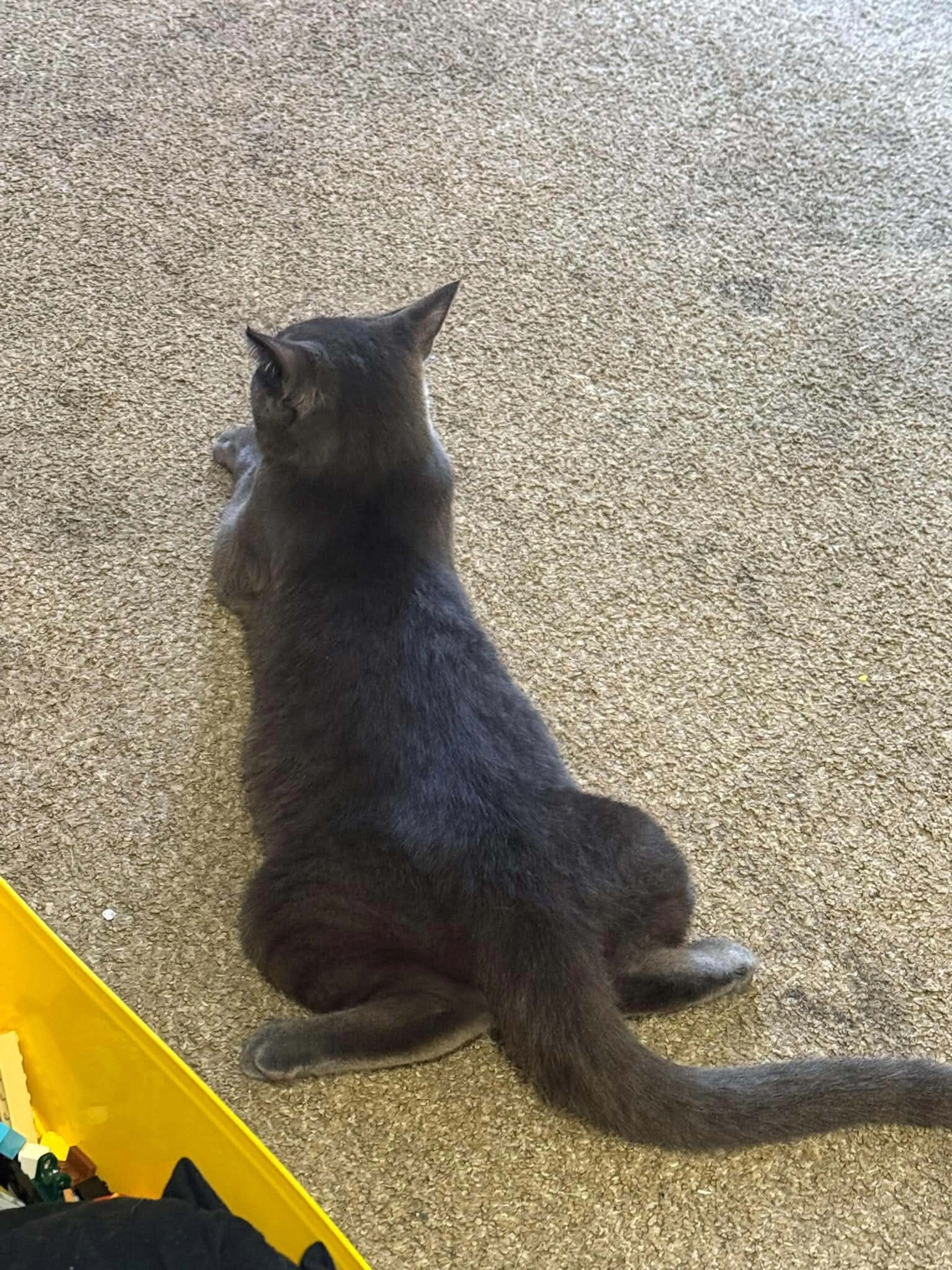 Lost pet