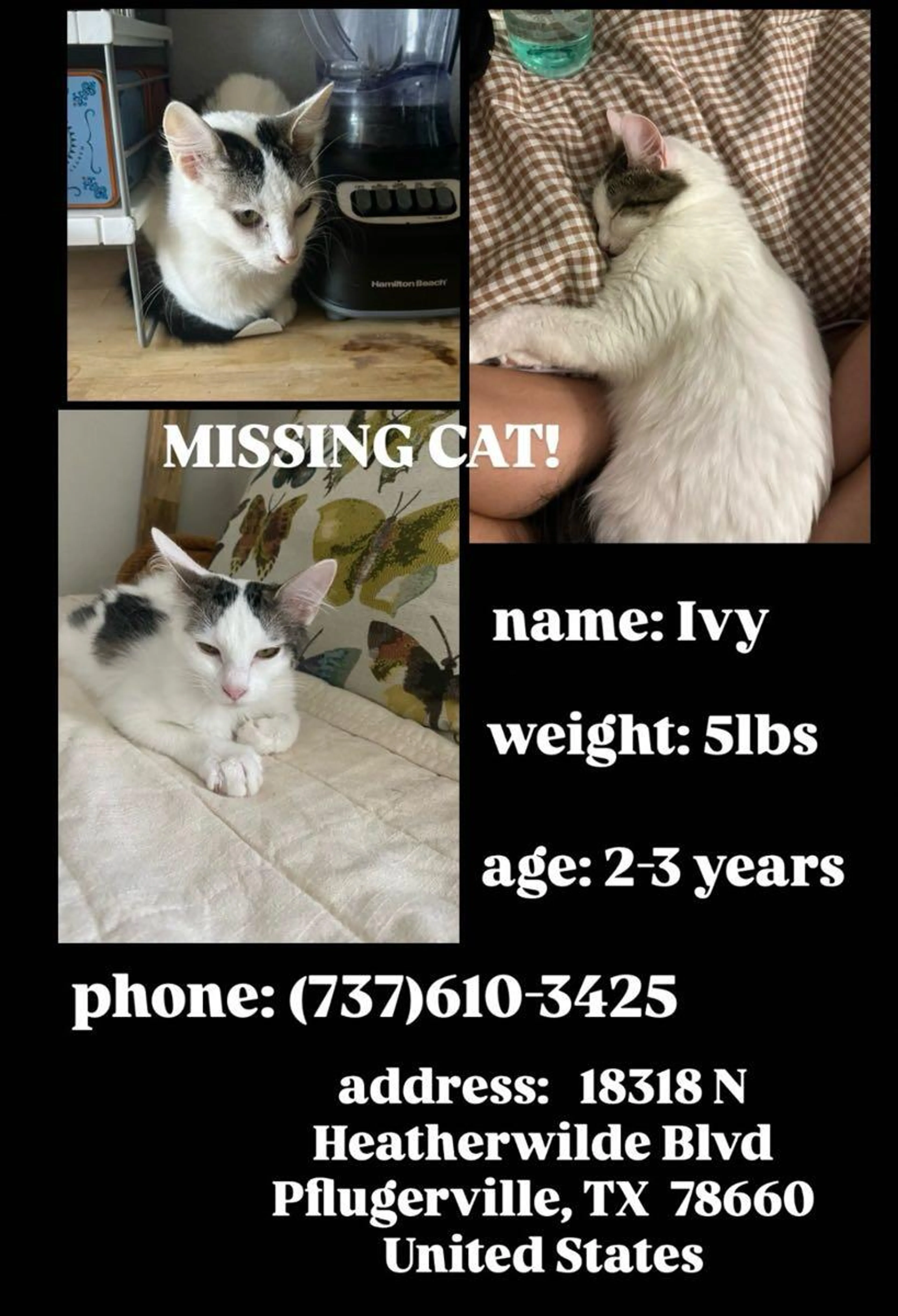 Lost pet