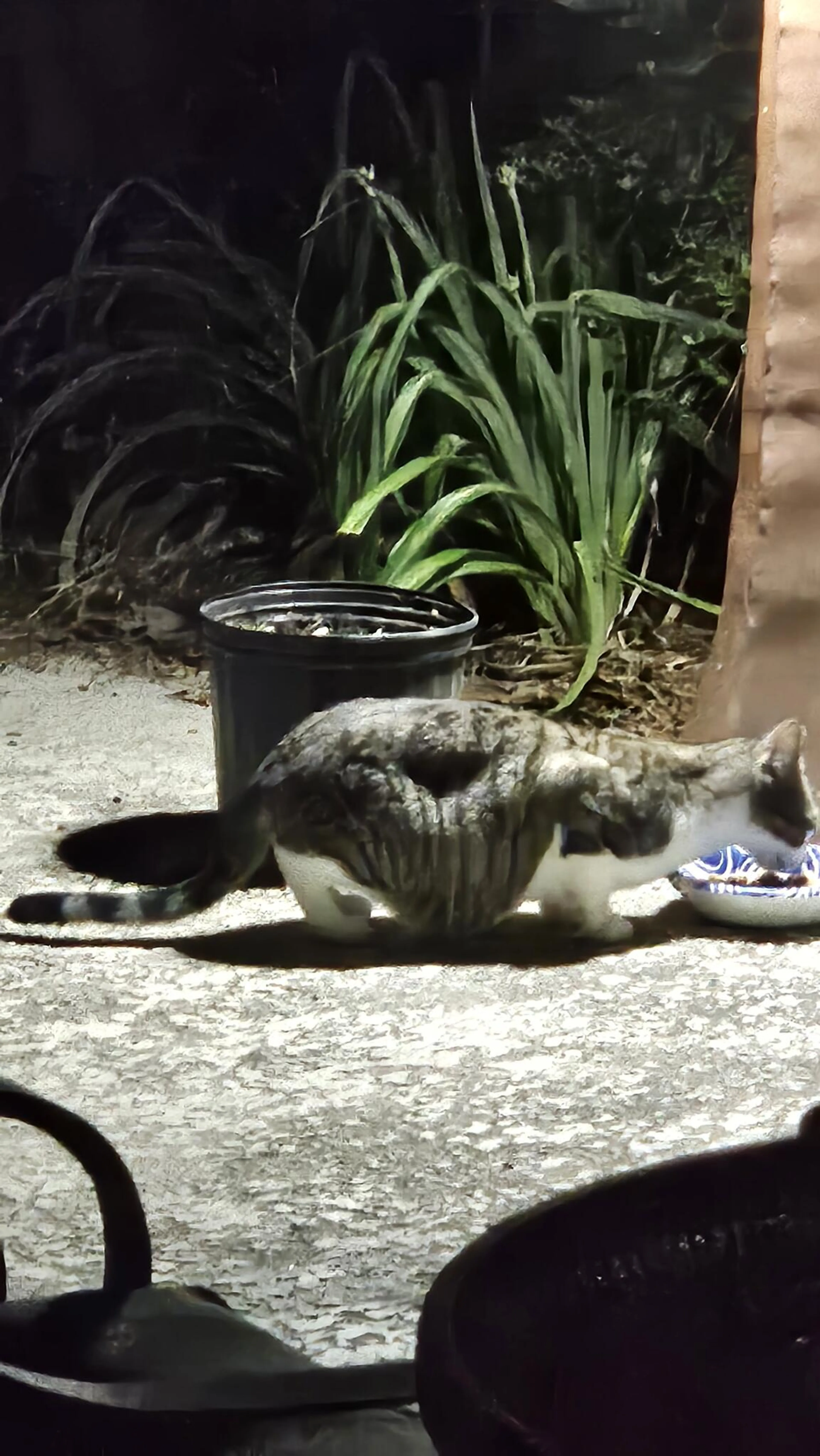 Found pet