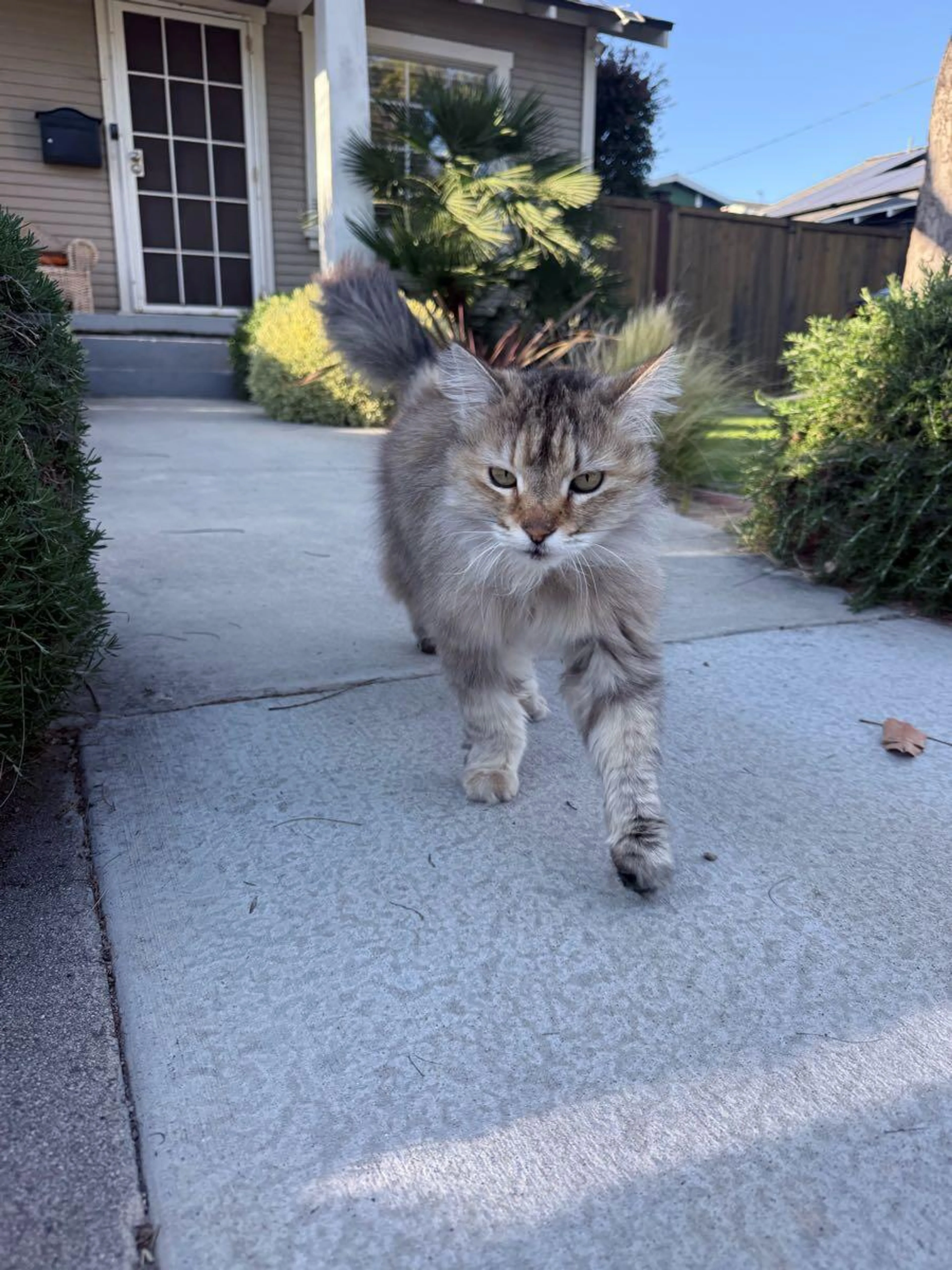Lost pet