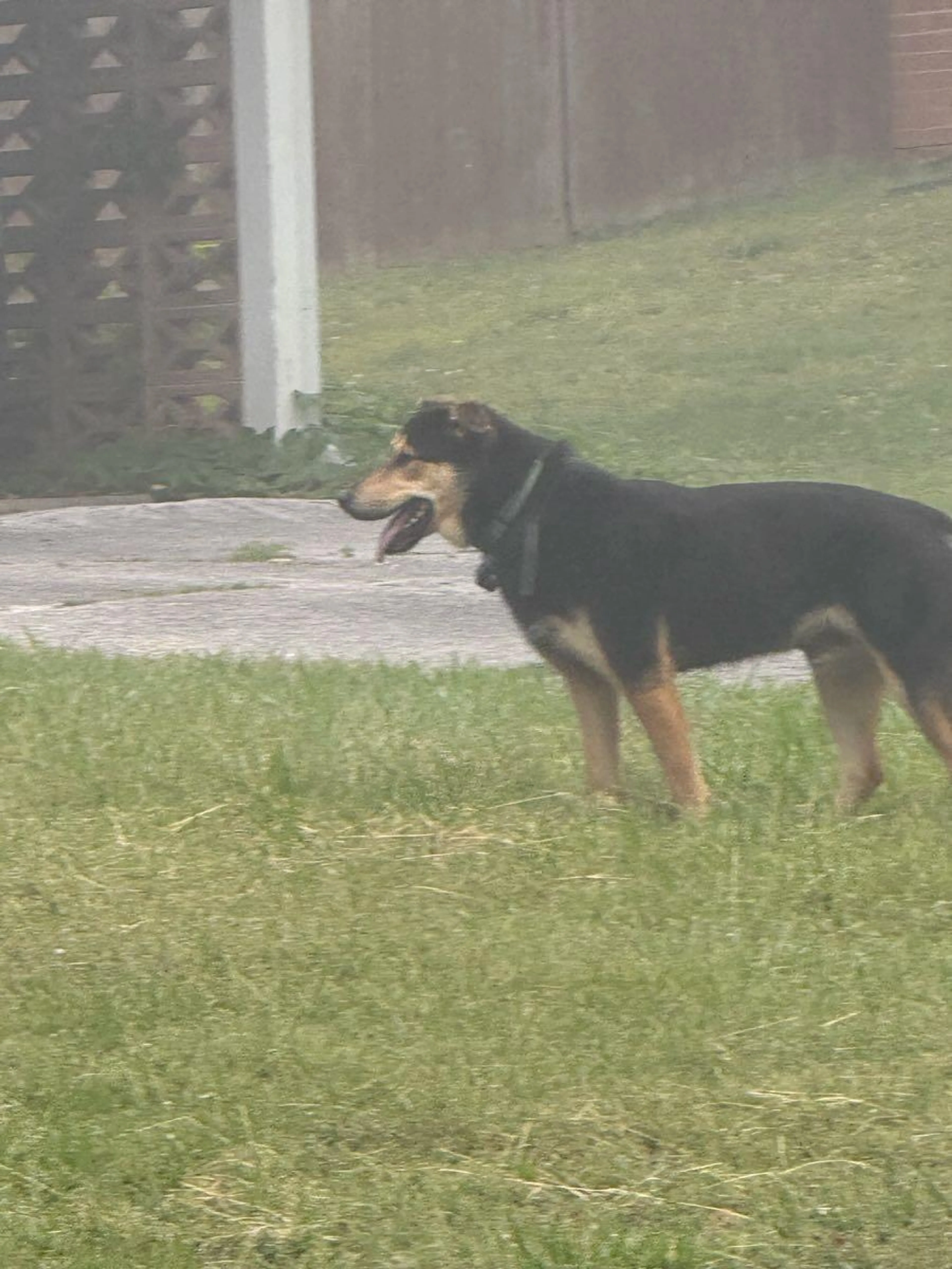 Found pet