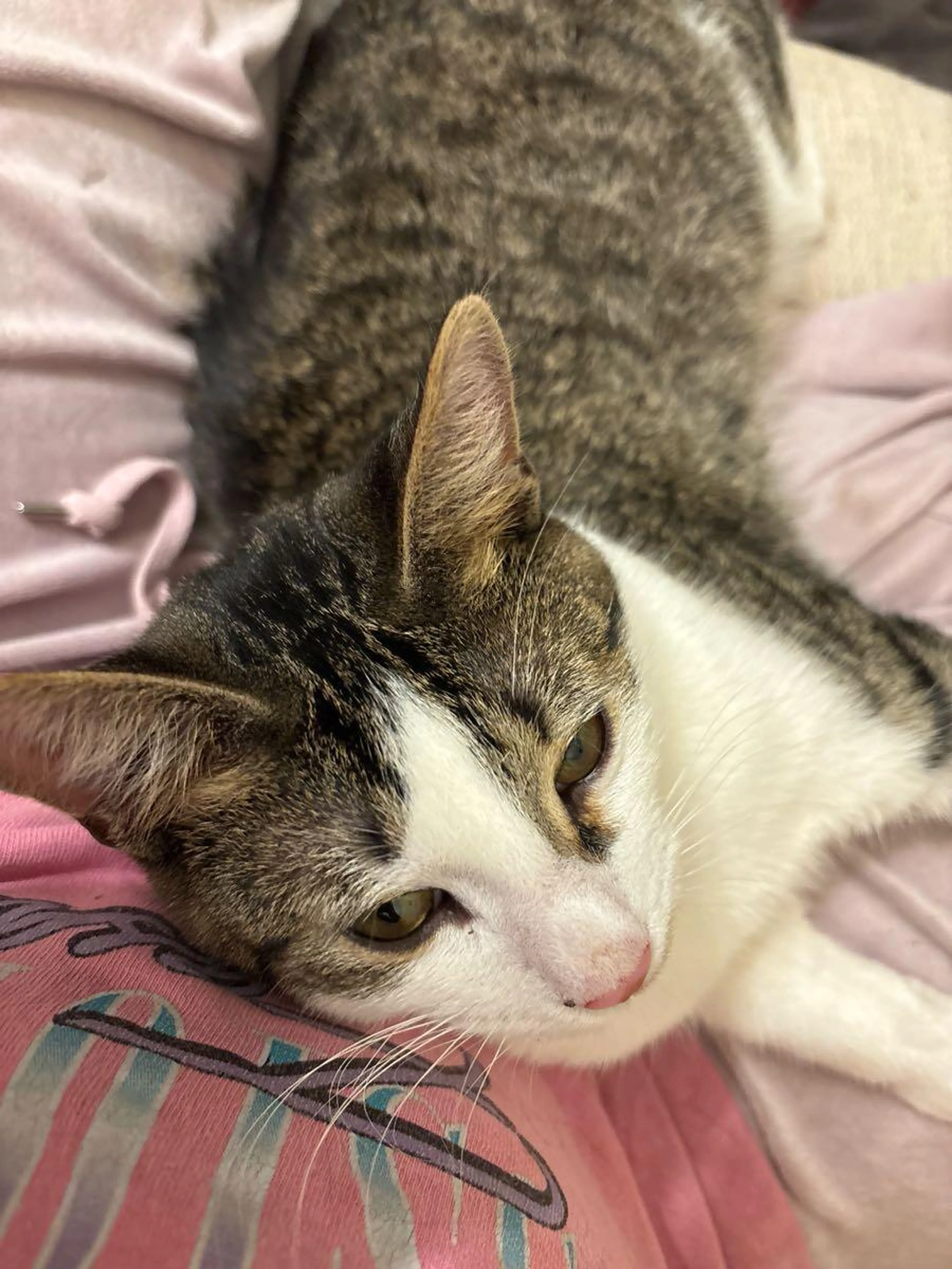 Lost pet
