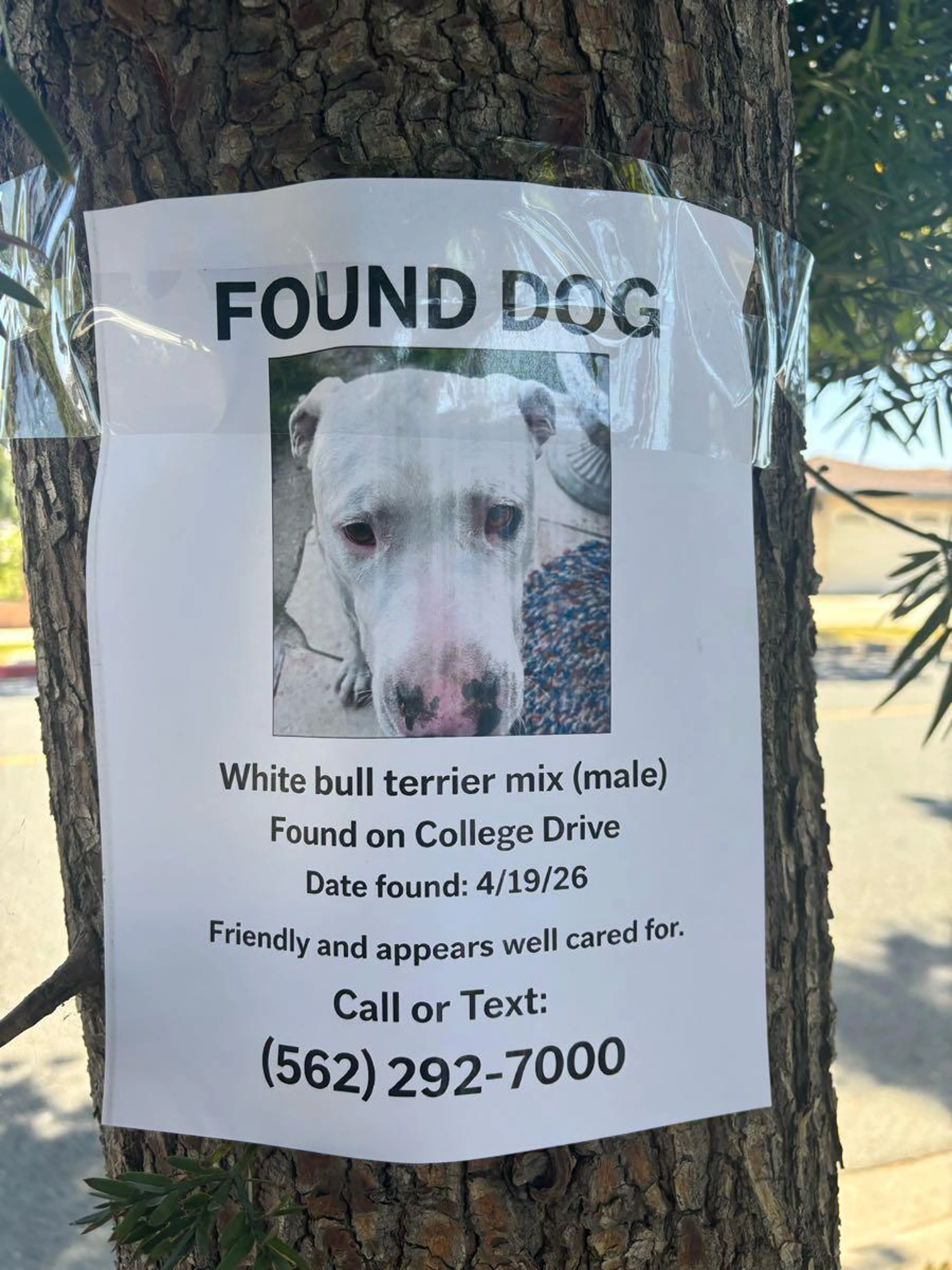 Found pet