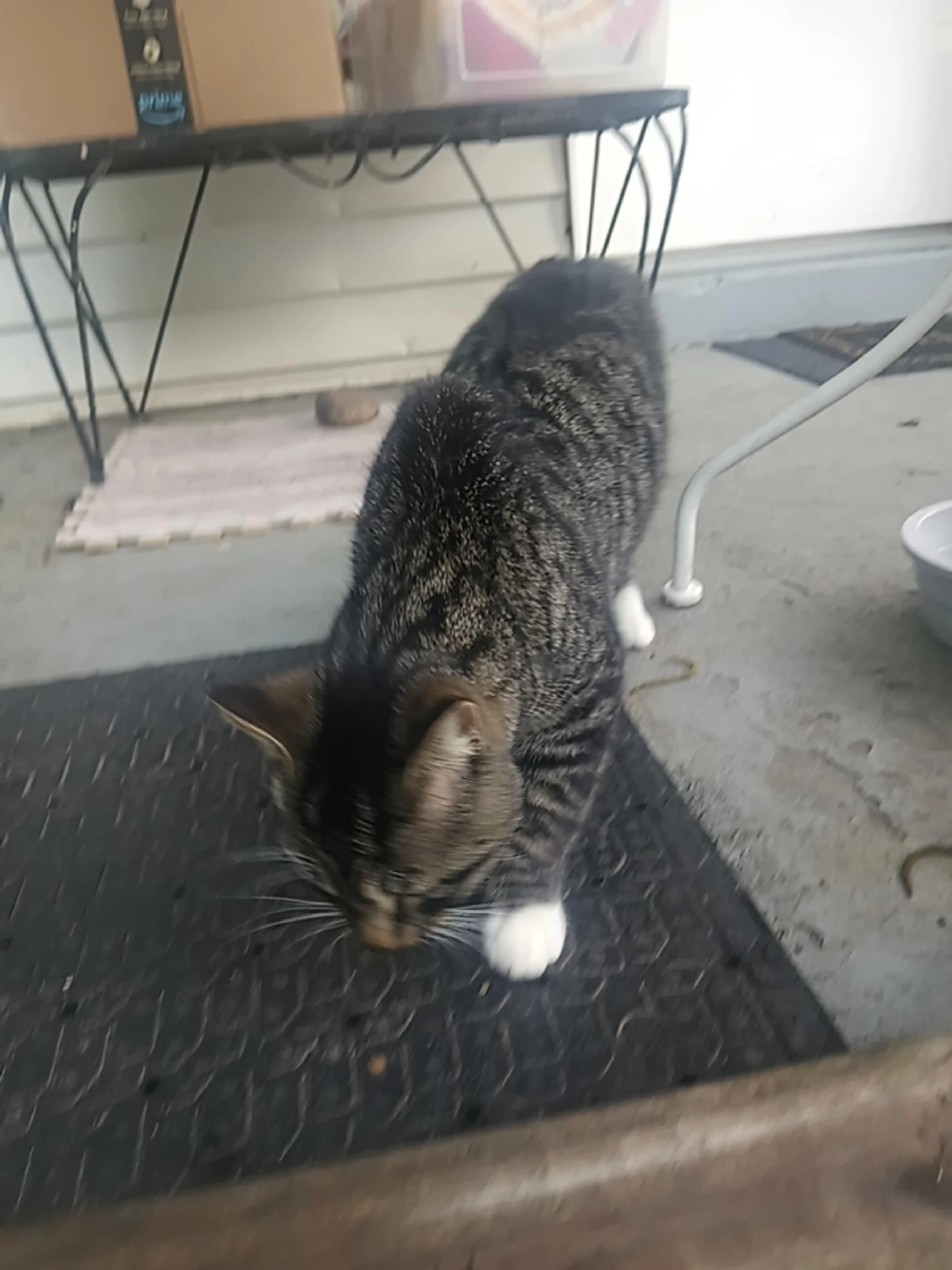 Found pet