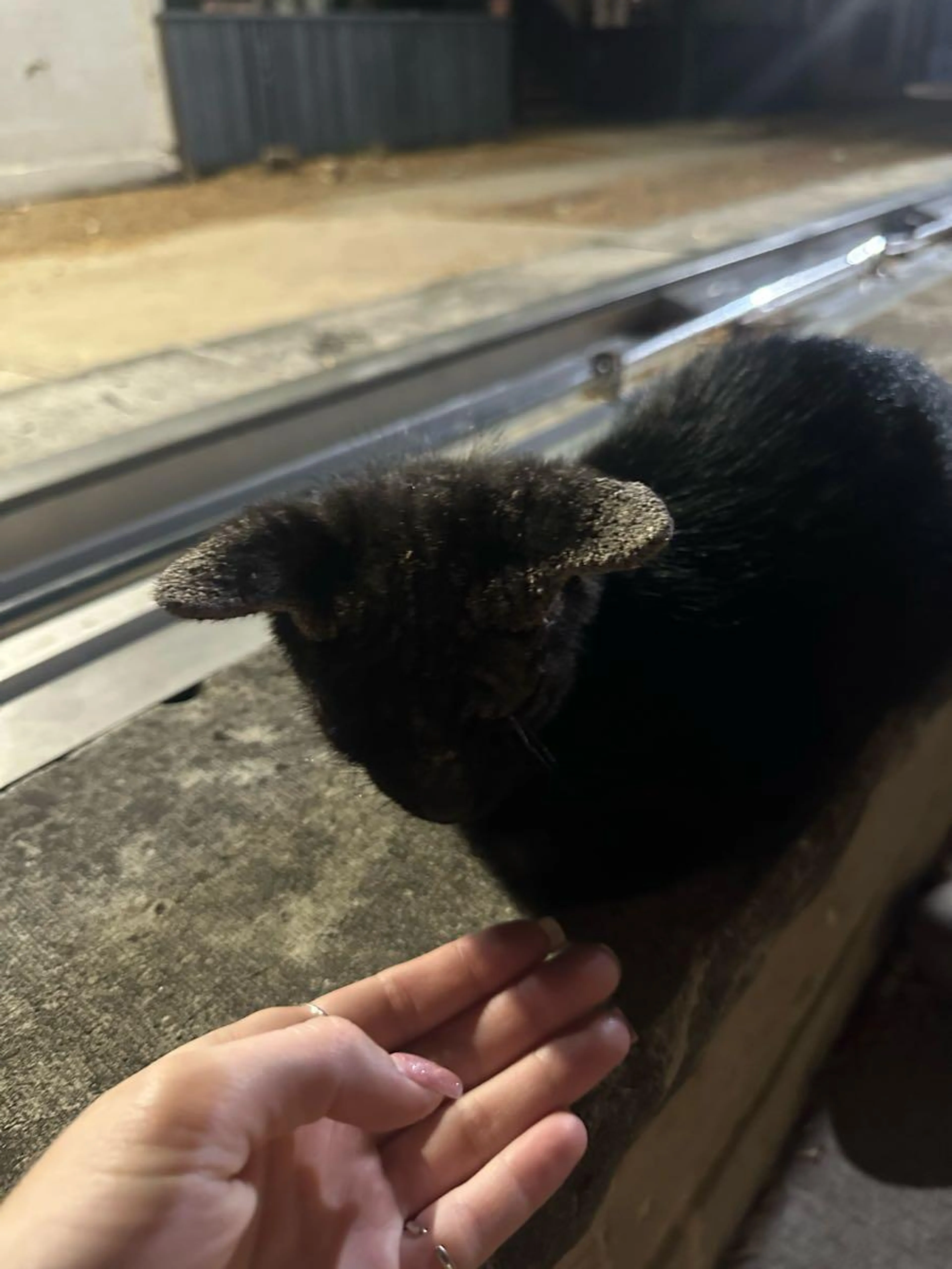 cdn image