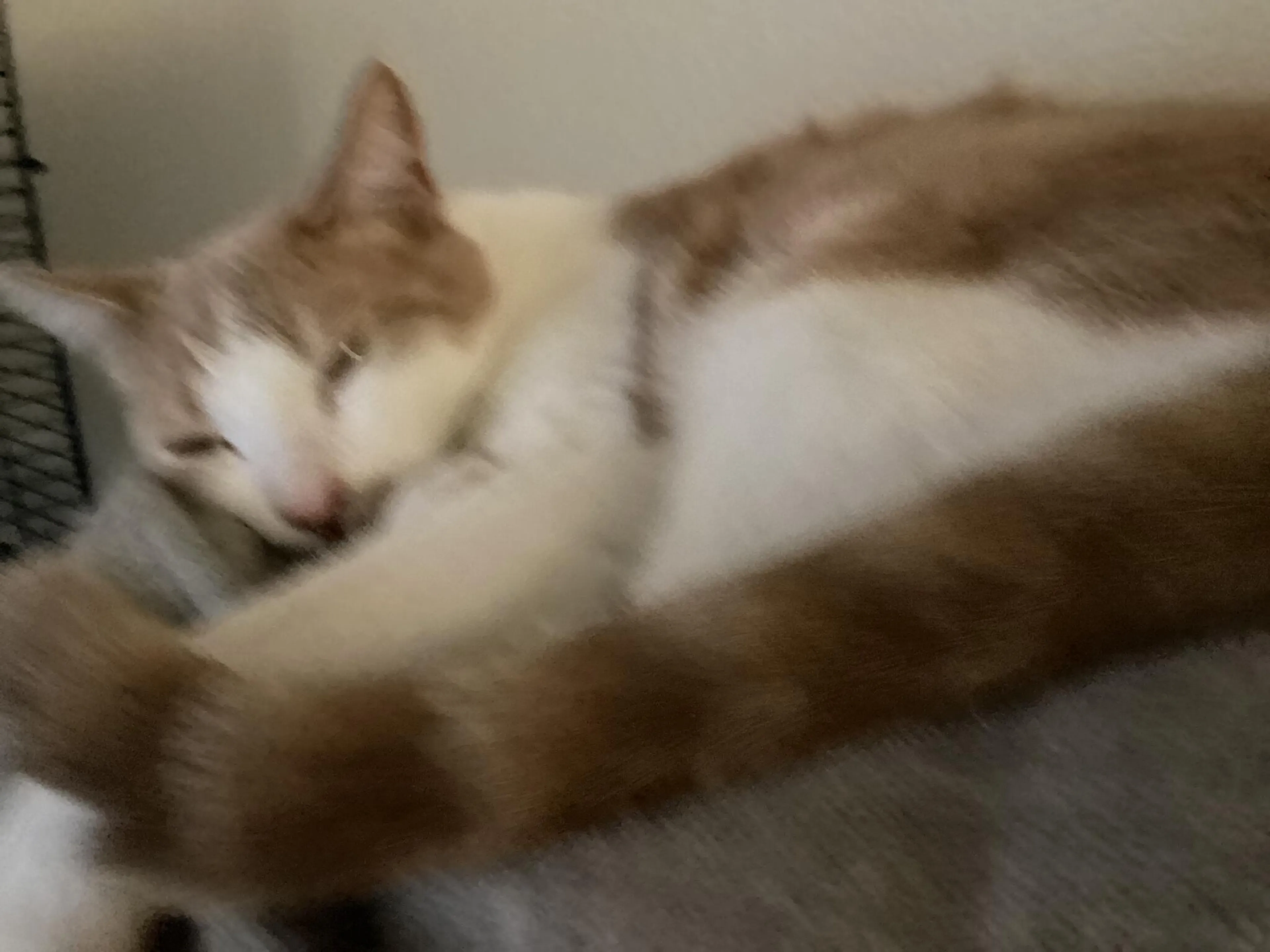 cdn image