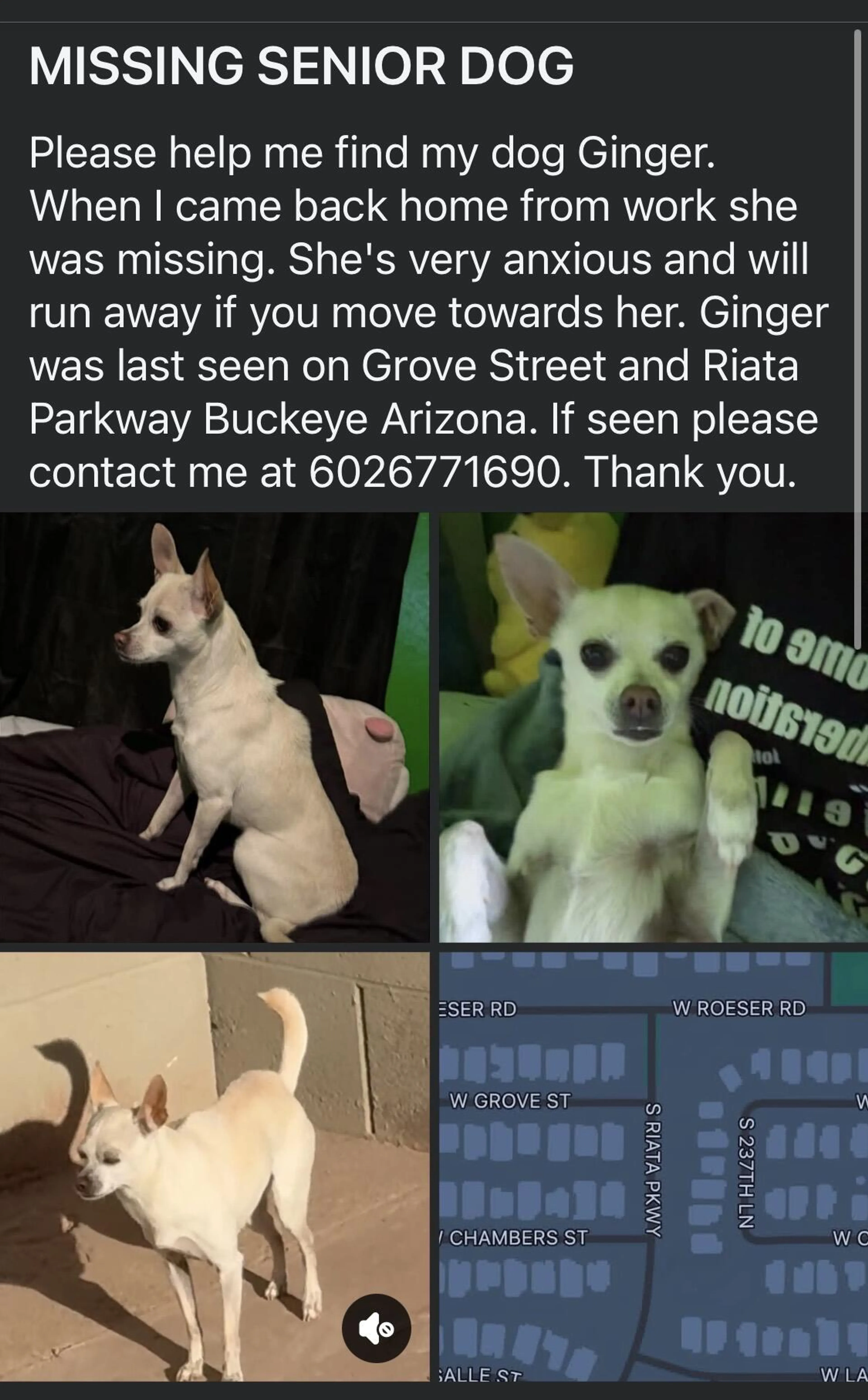 Lost pet