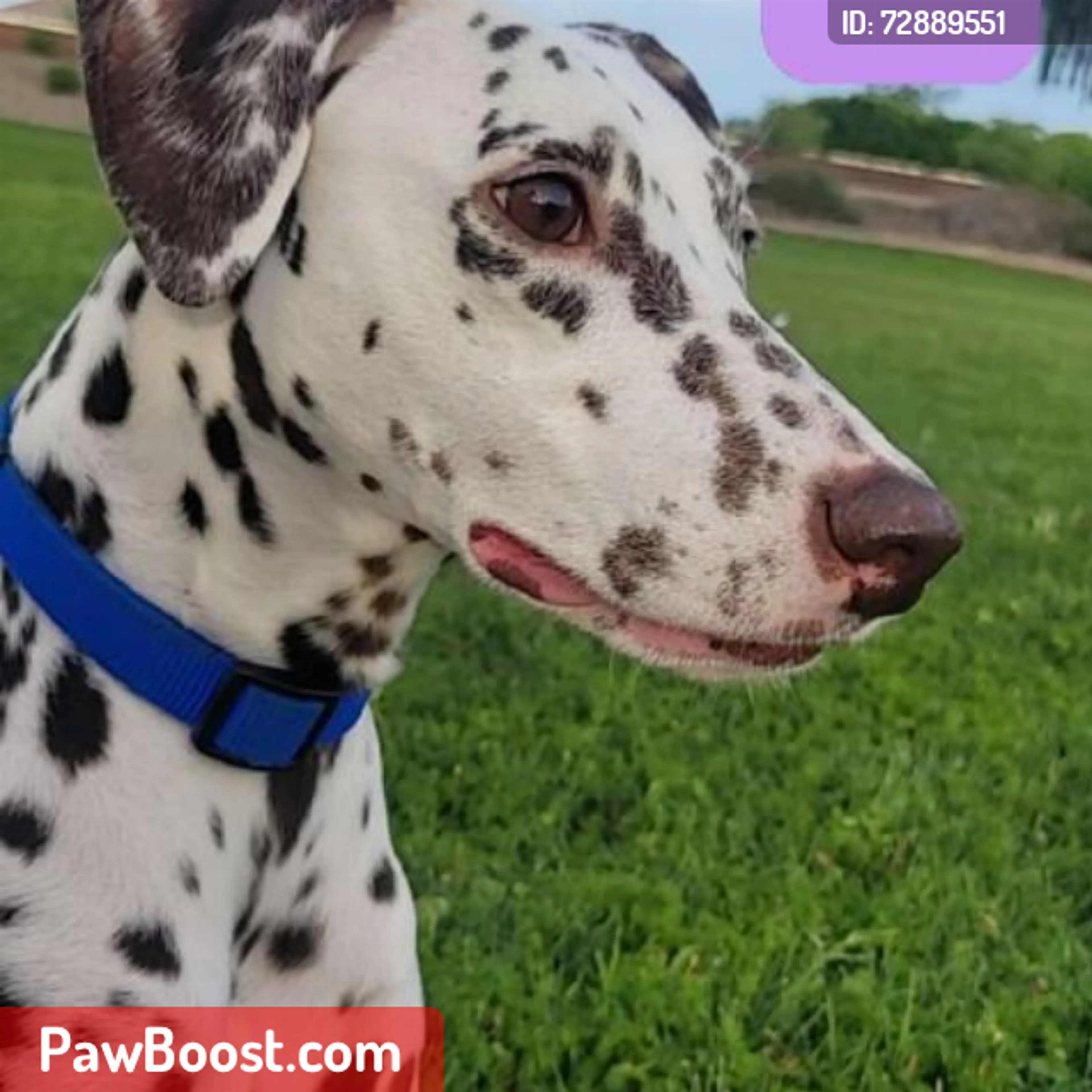 Lost pet