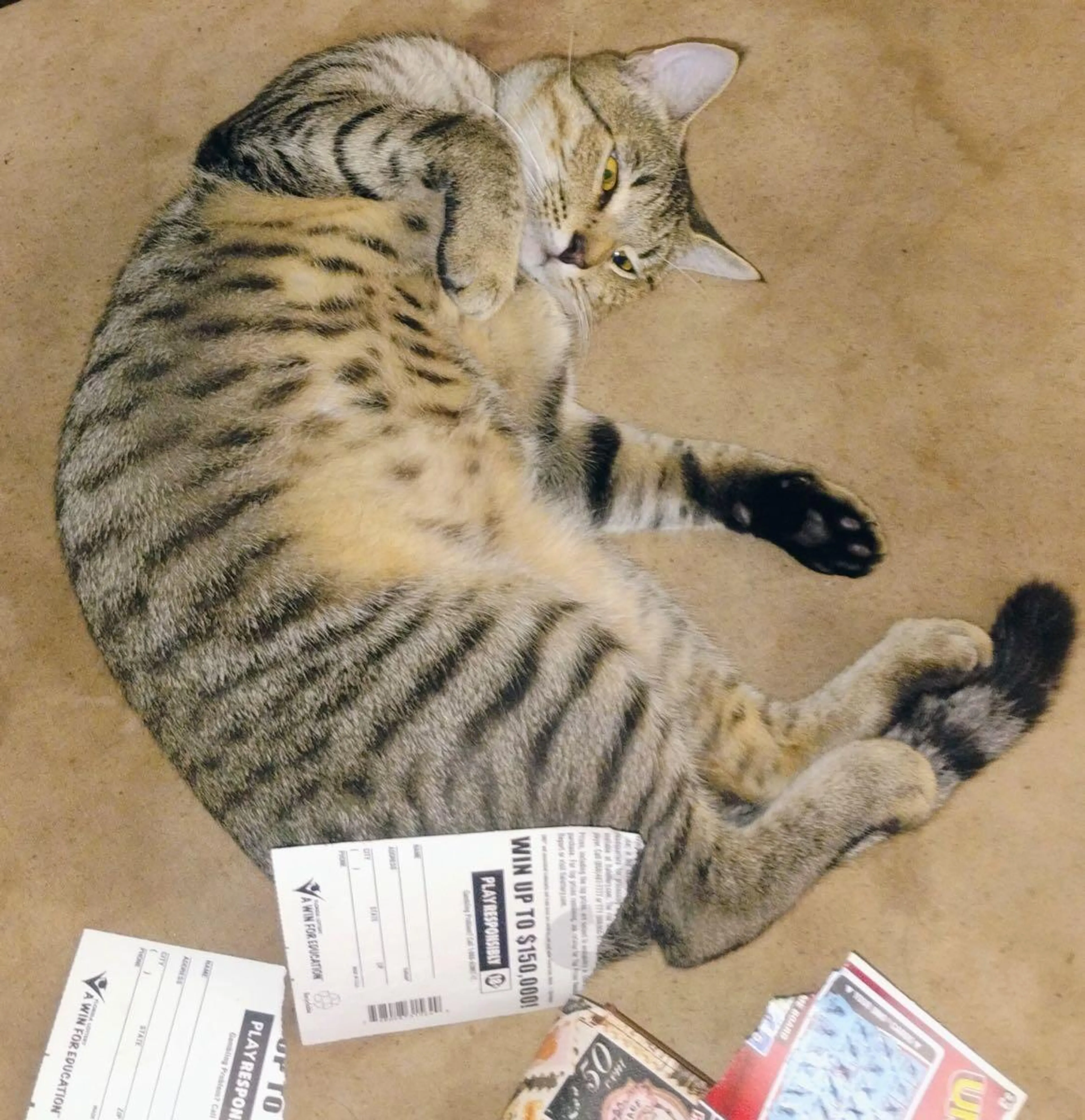 Lost pet