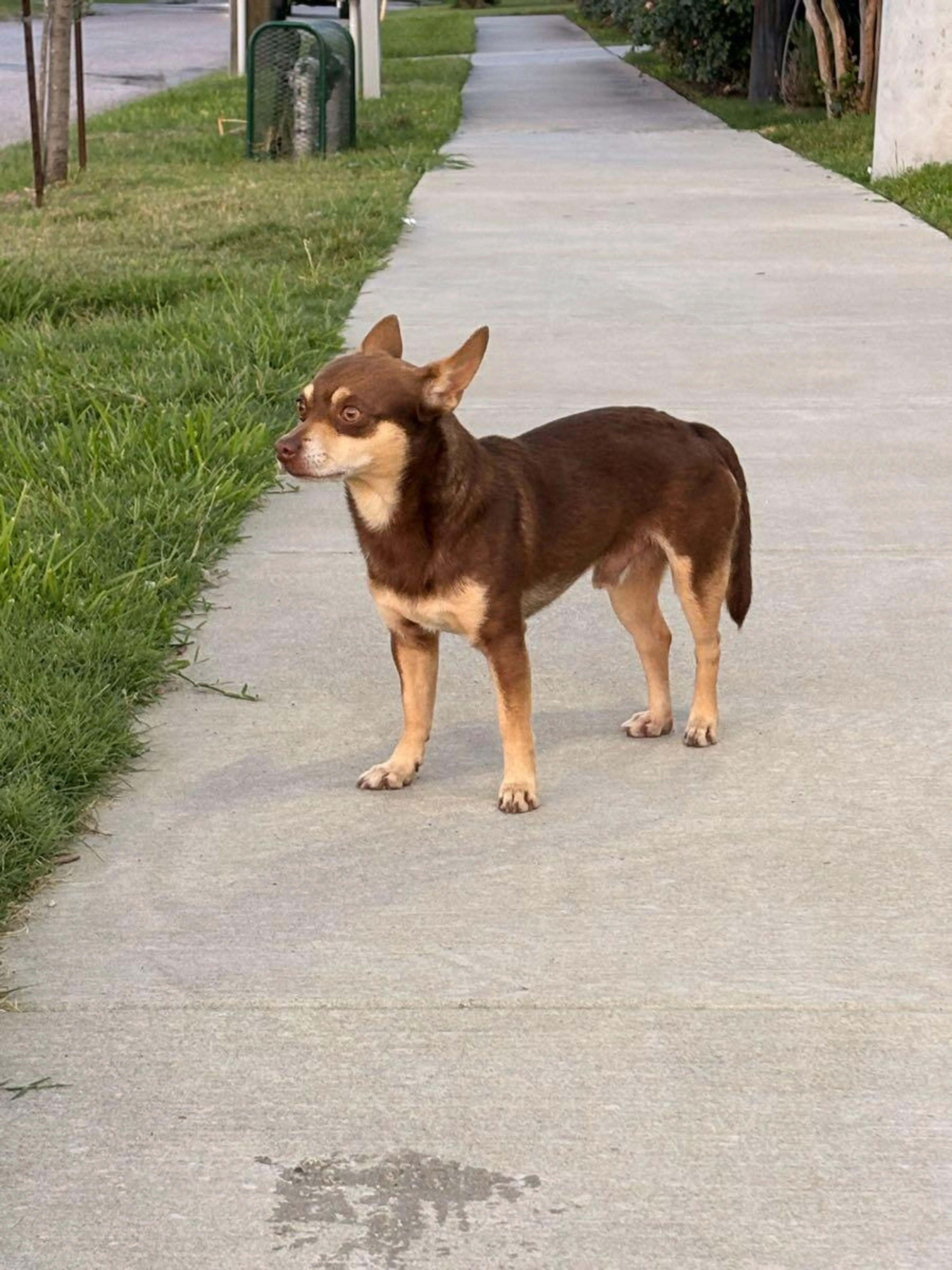 Found pet