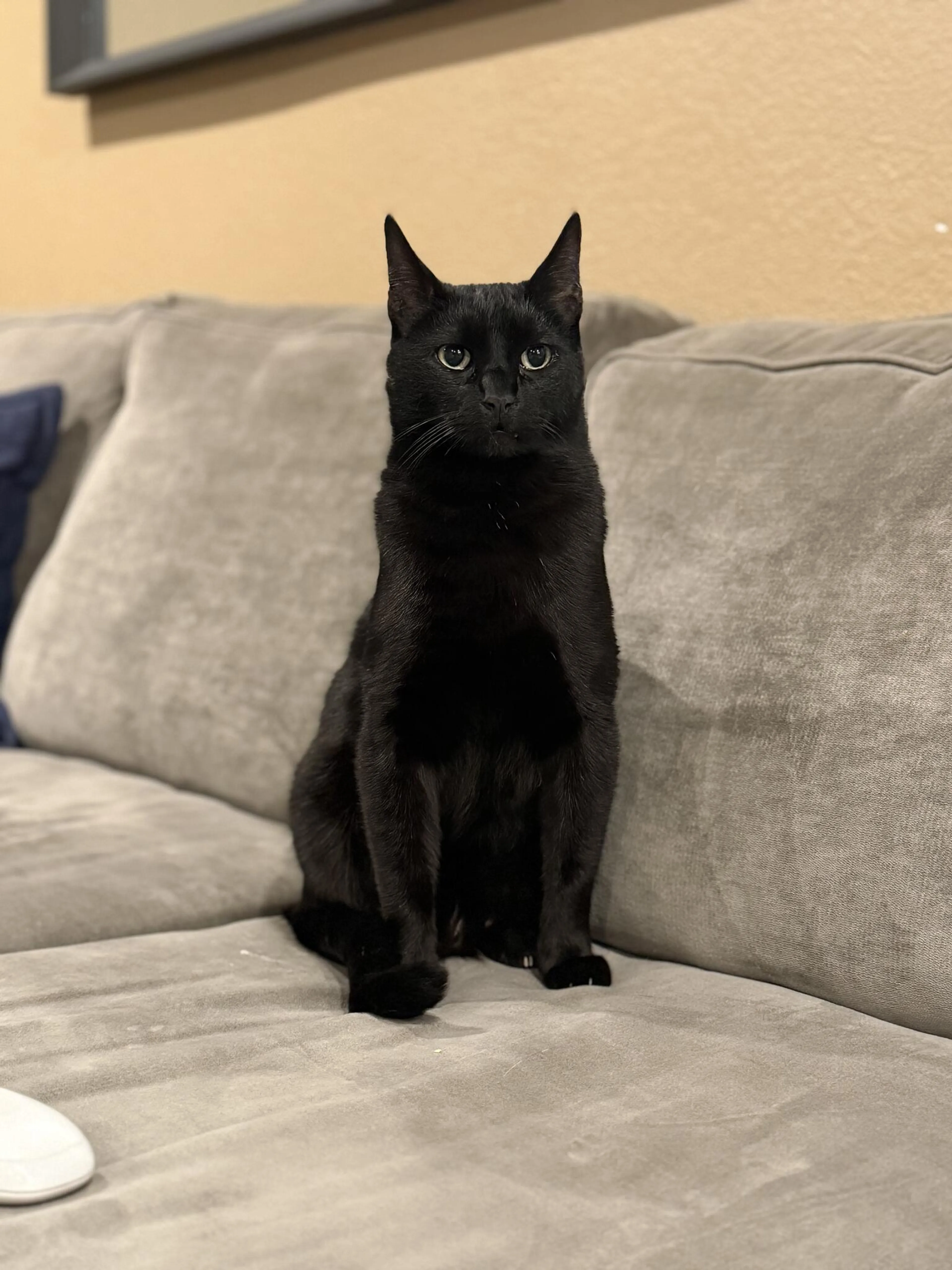 Lost pet