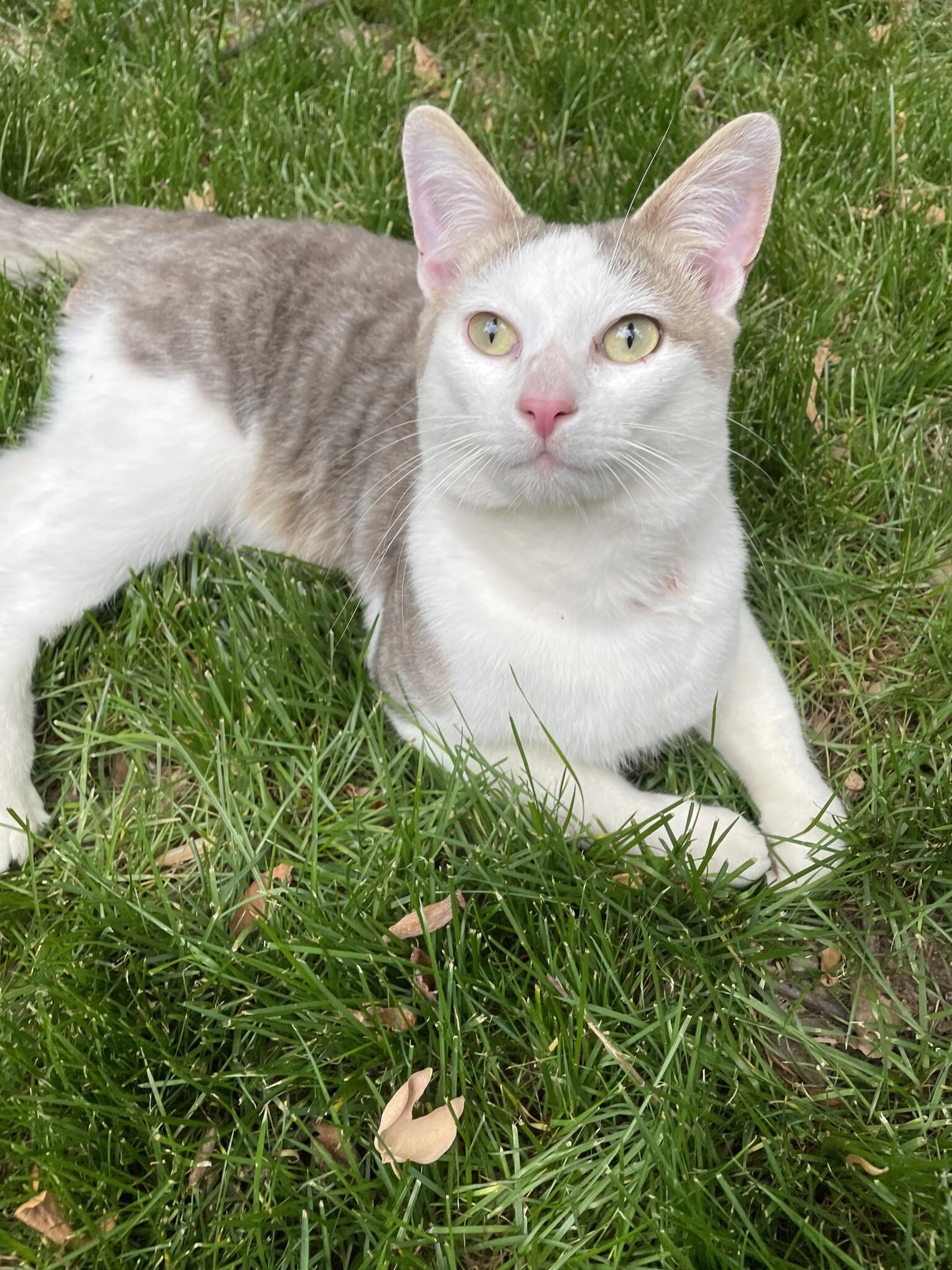 Found pet