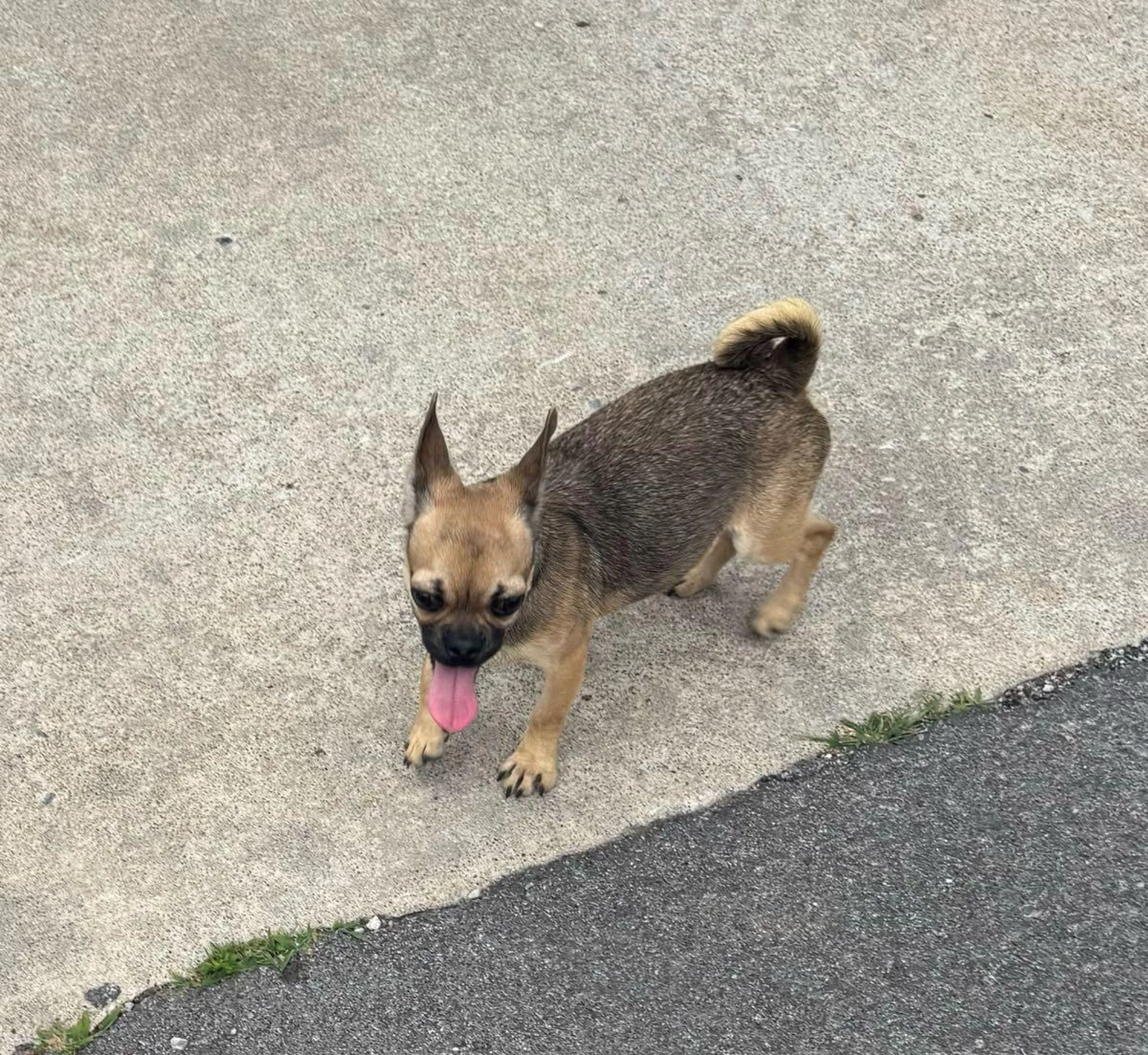 Found pet