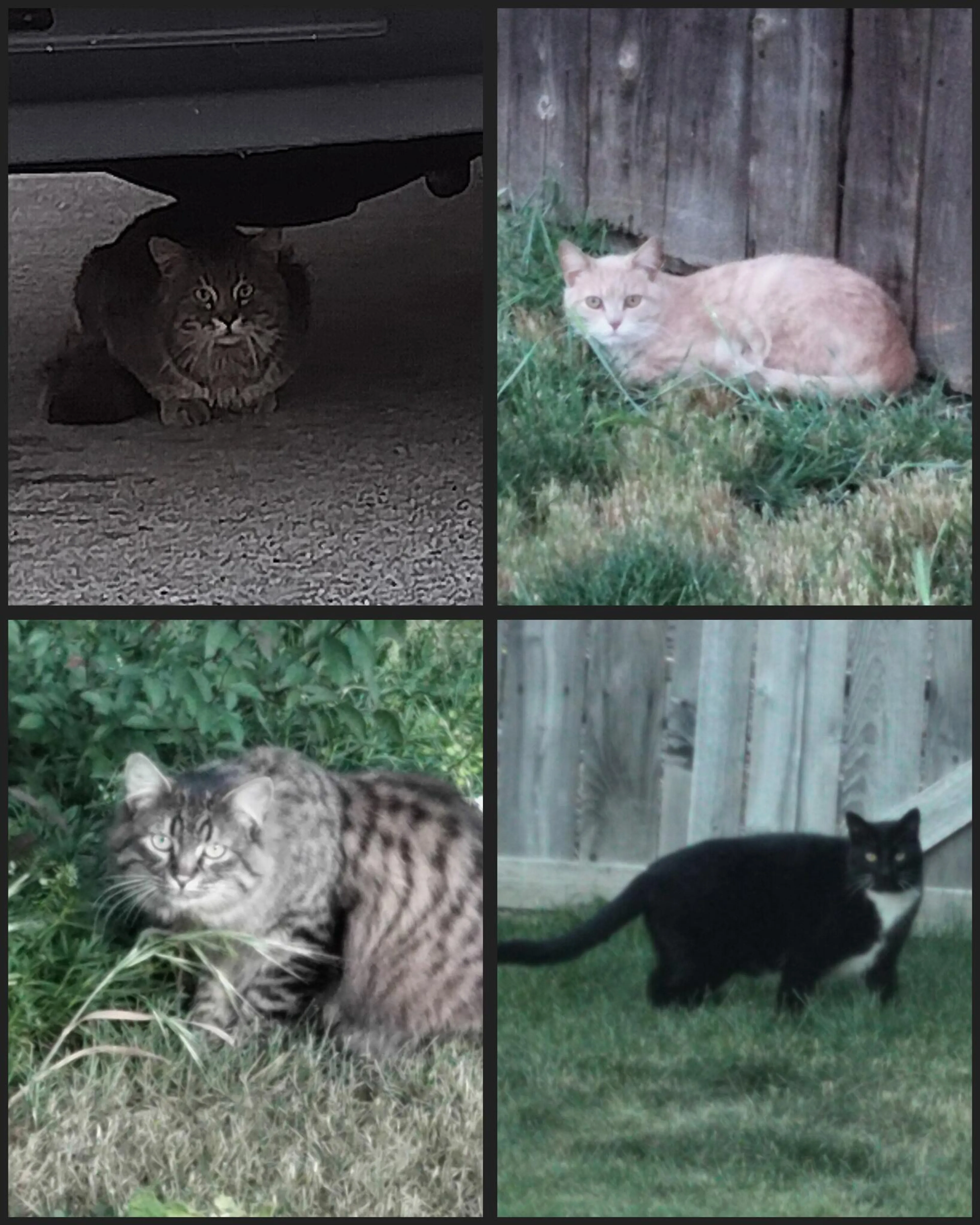 Found pet