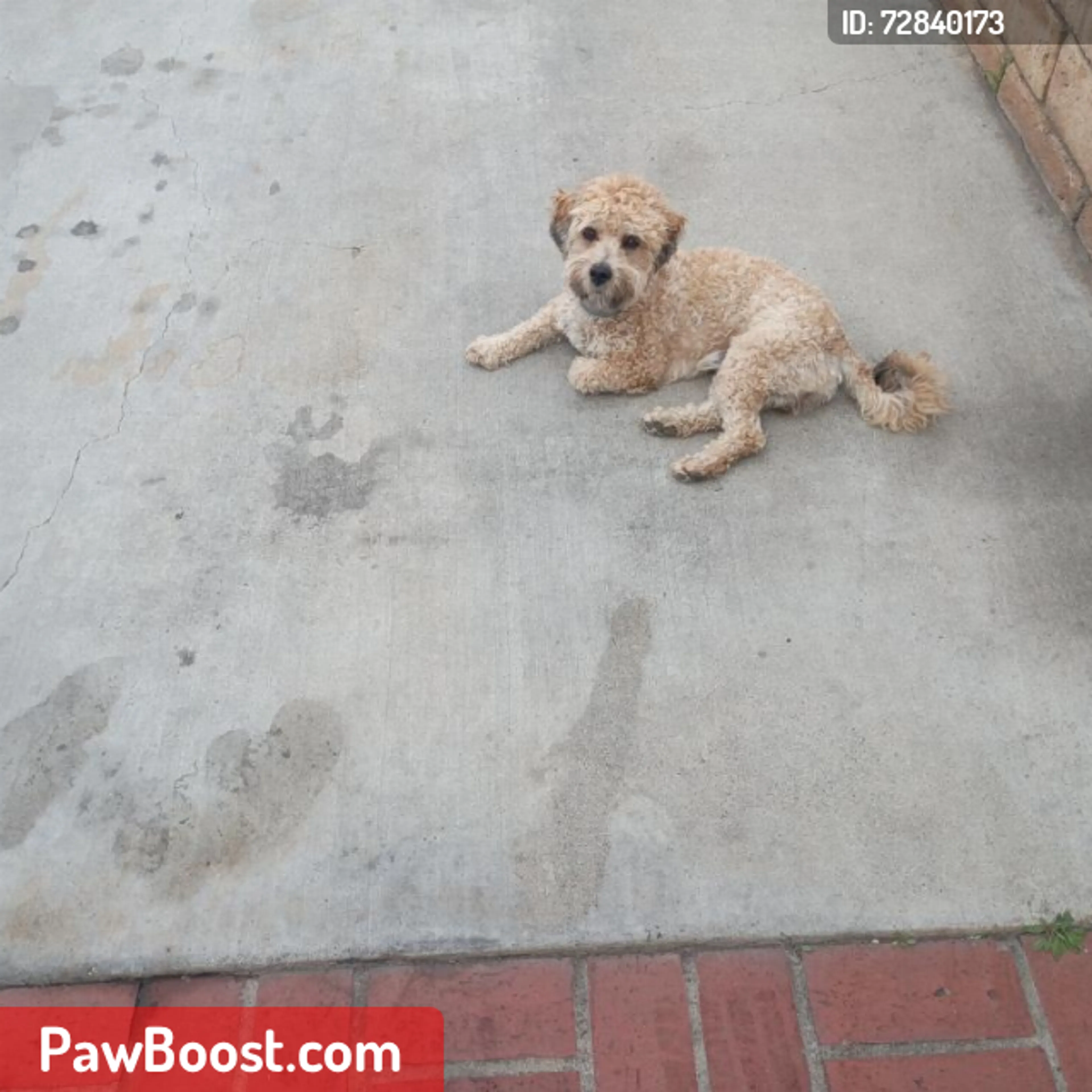 Lost pet