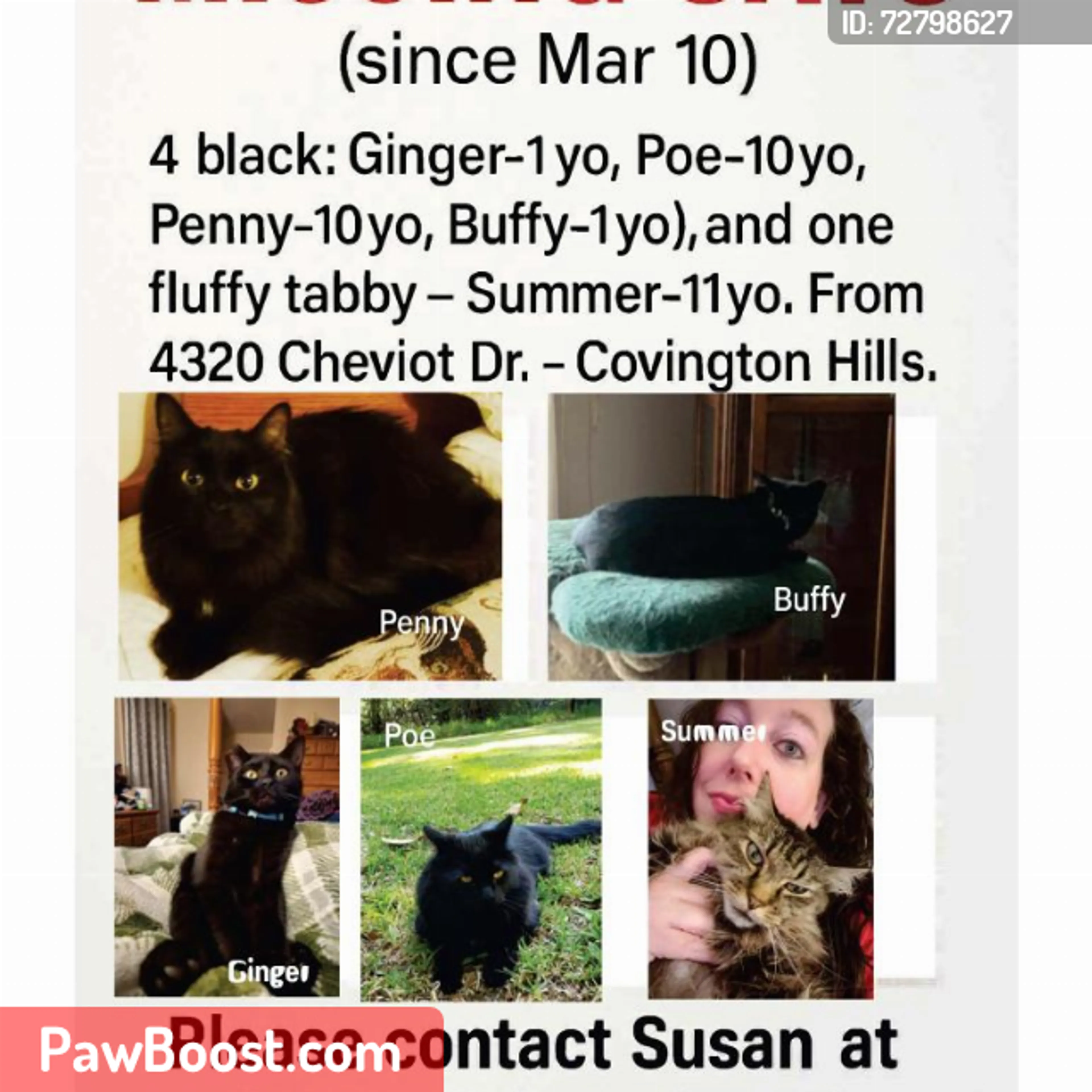 Lost pet